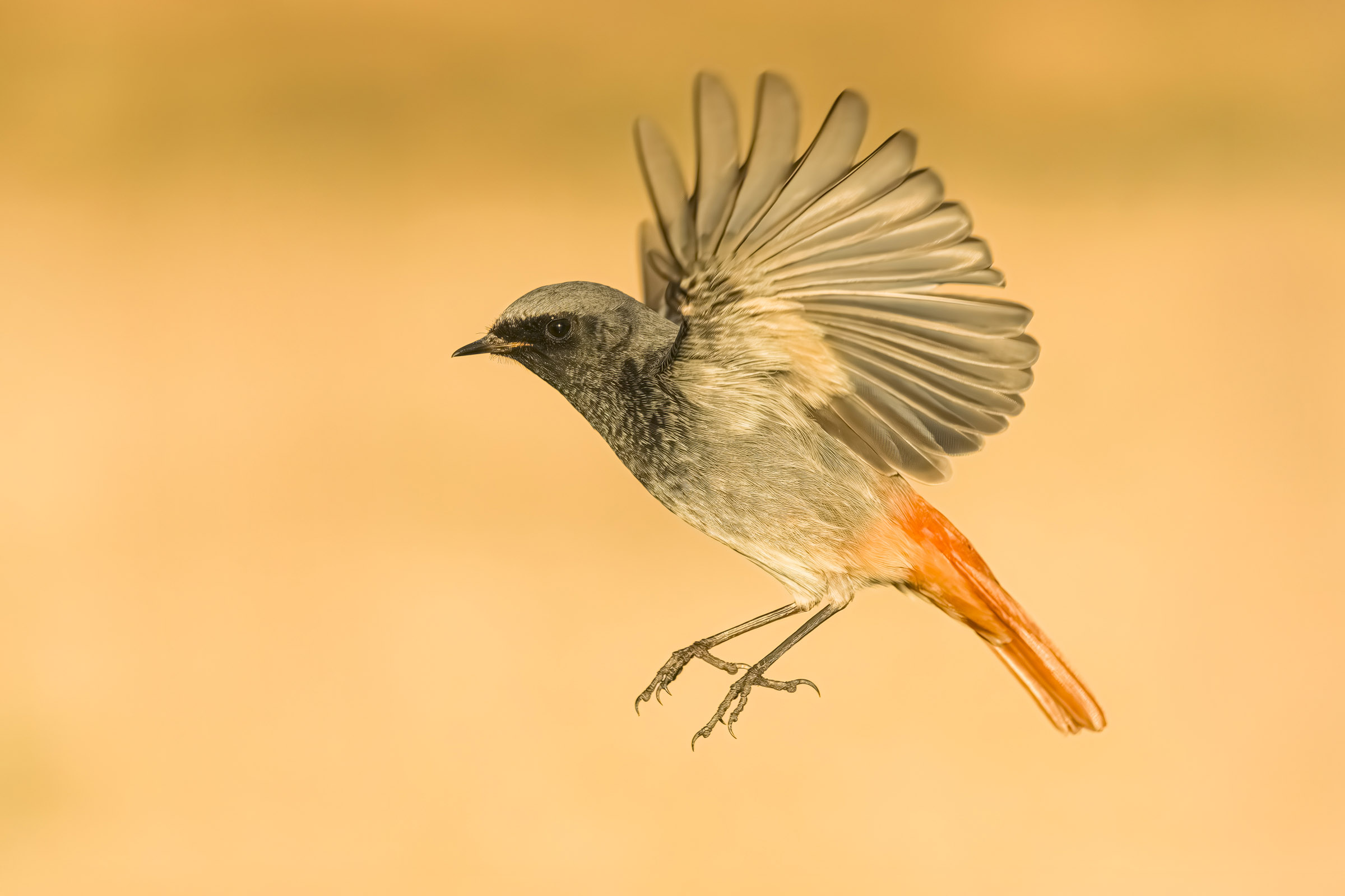 Black redstart