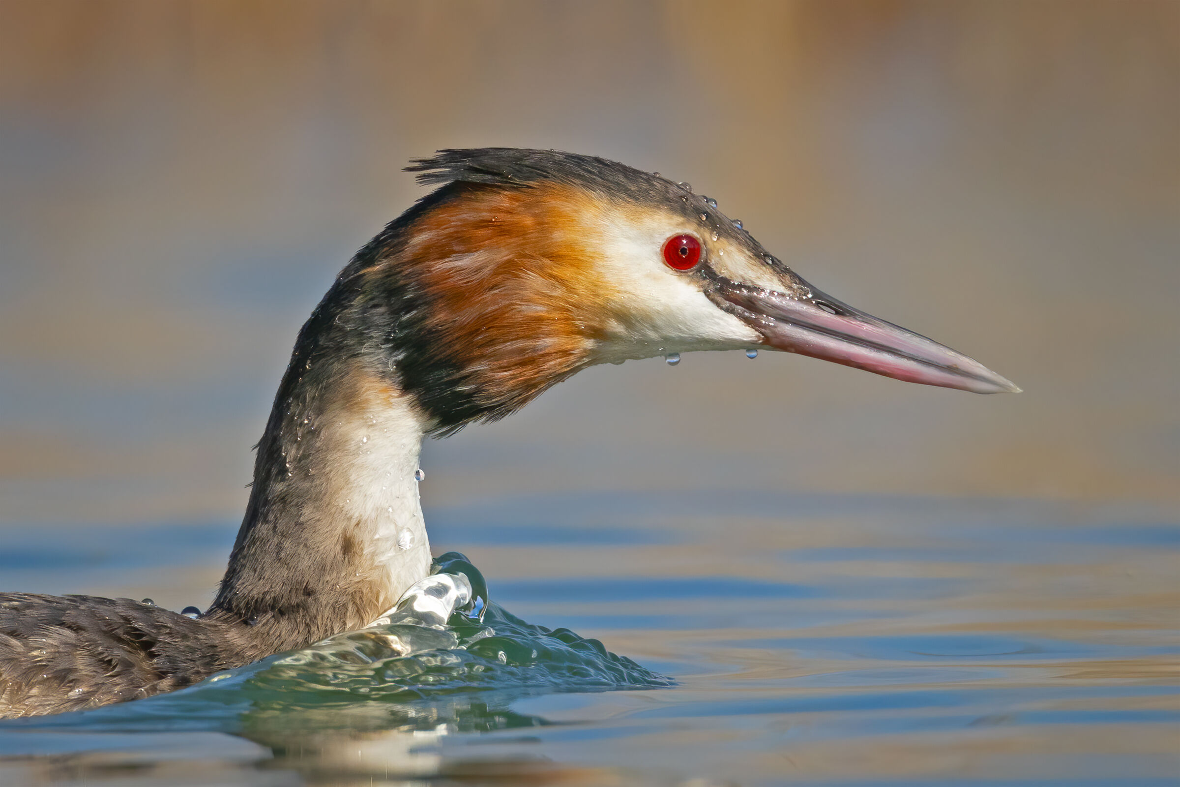Portrait of Great Crested Grebe