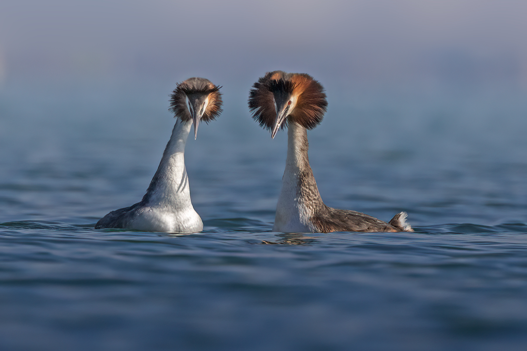 Pair of Great Crested Grebes in courtship
