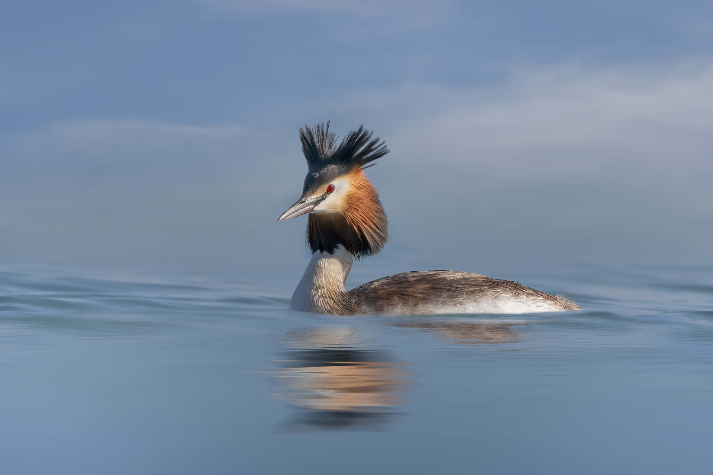 Great crested grebe on the wave