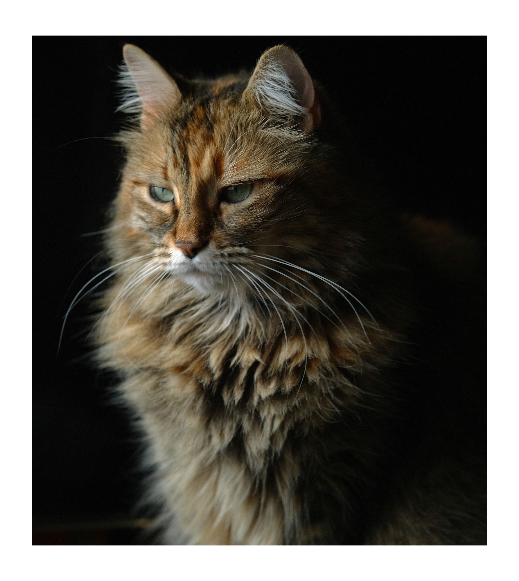 Tina , bored Siberian Forest cat