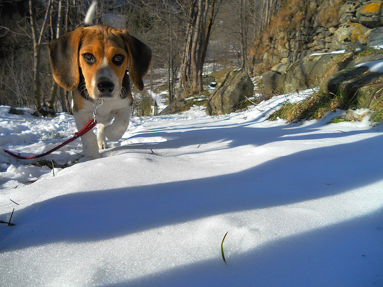 Maya on the snow. Winter 2012