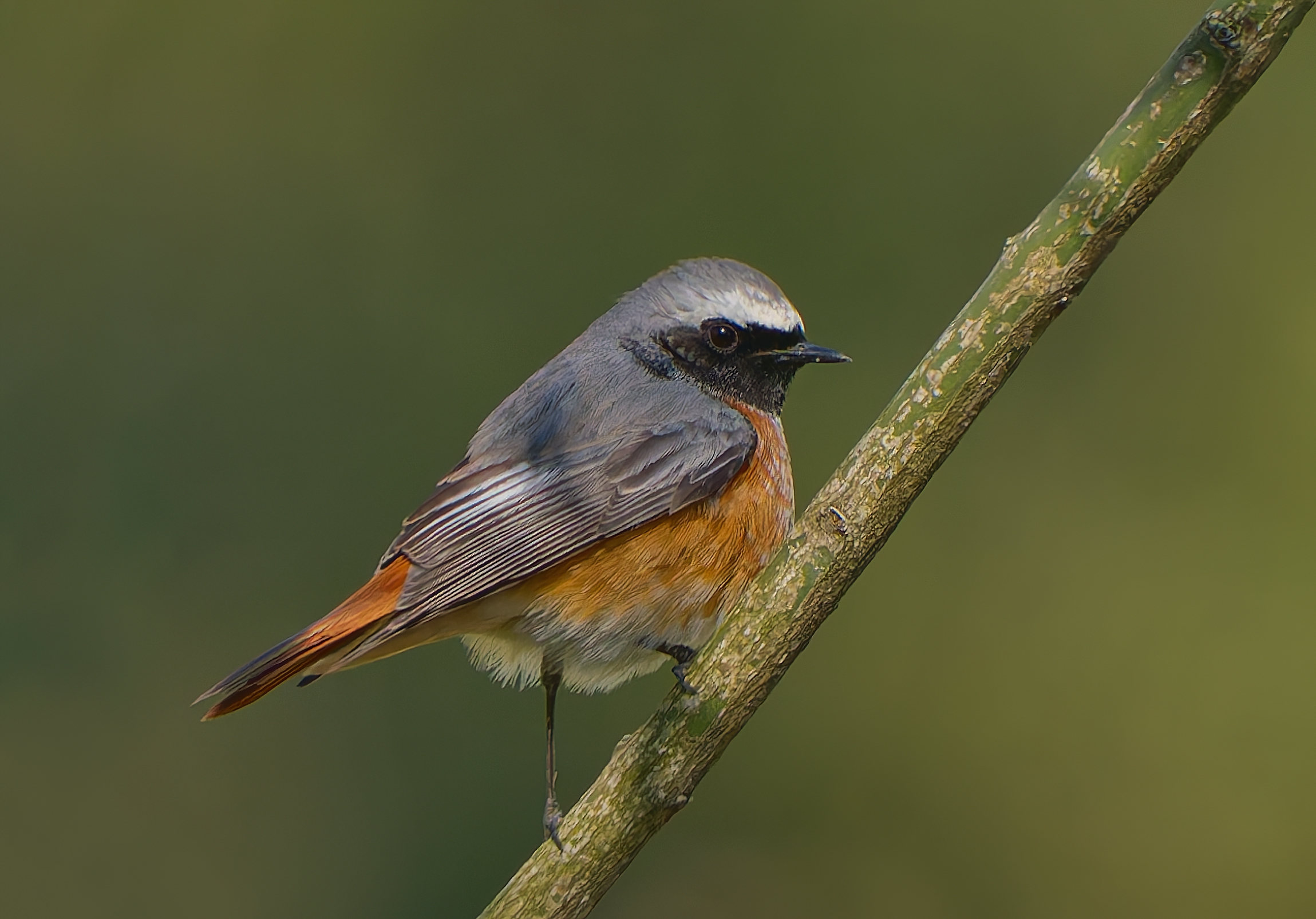The redstart is back