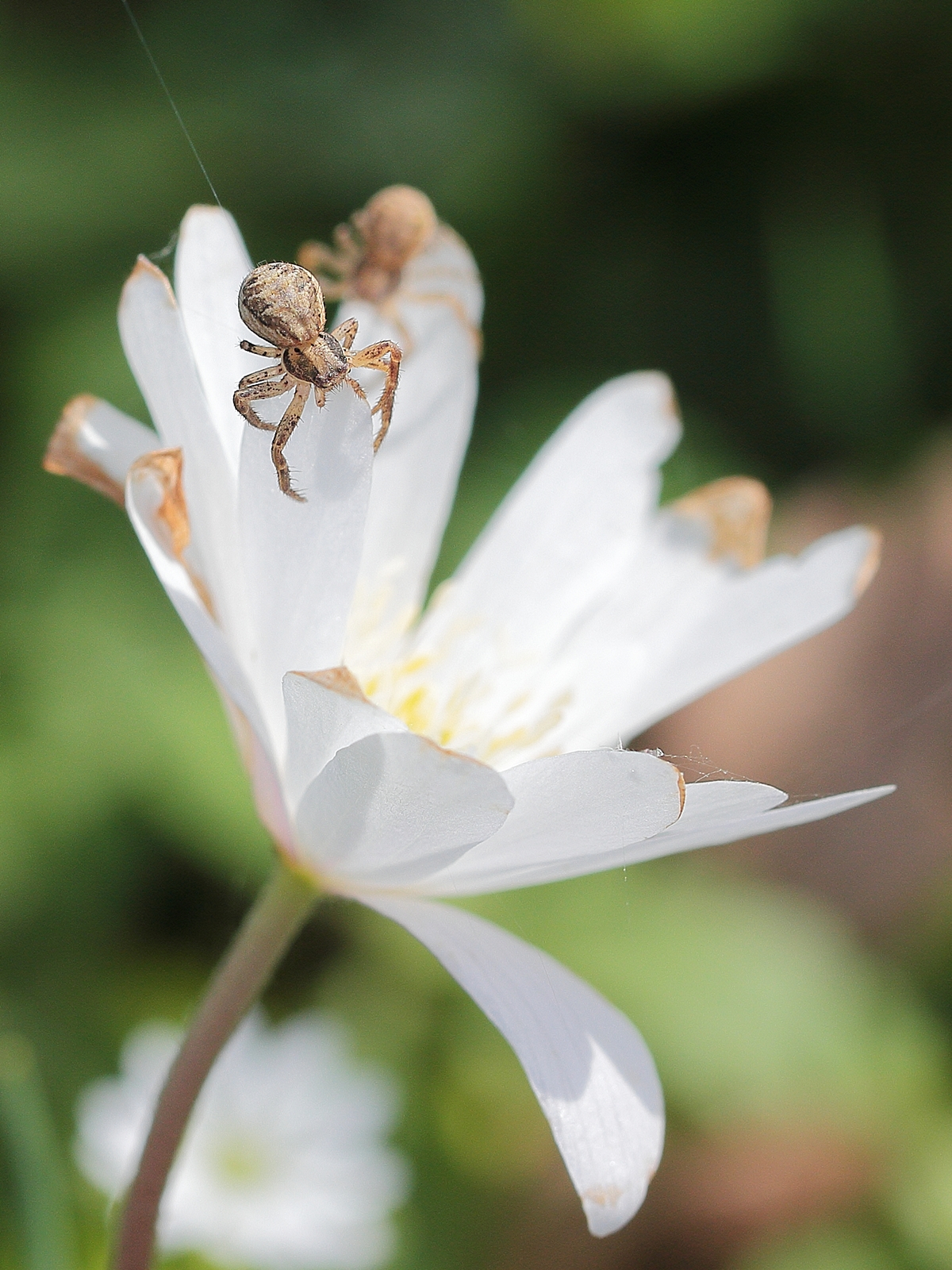 Anemone nemorosa with spider