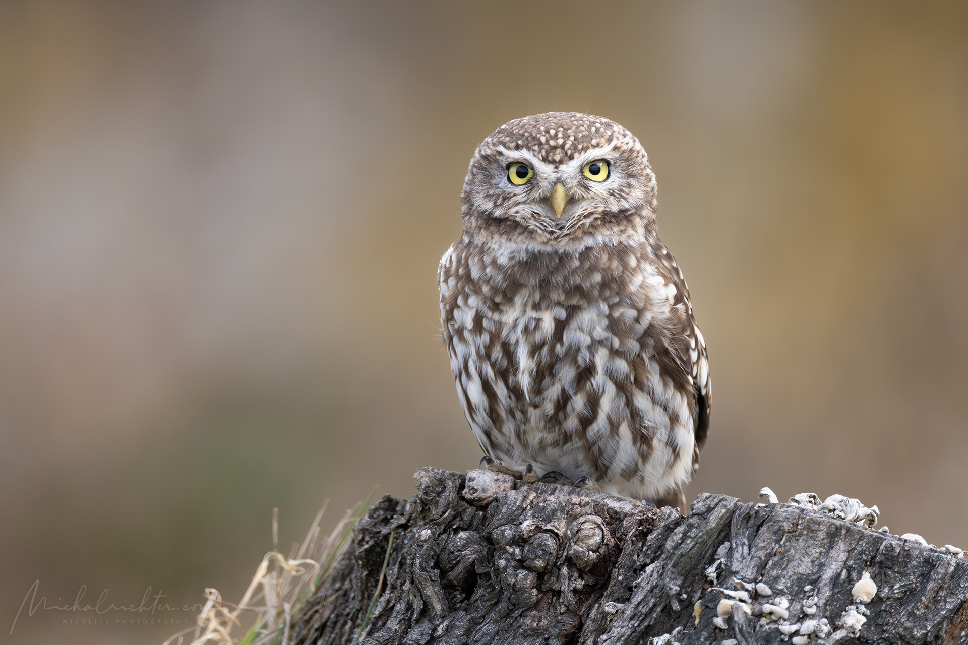 Athene noctua (Little owl)