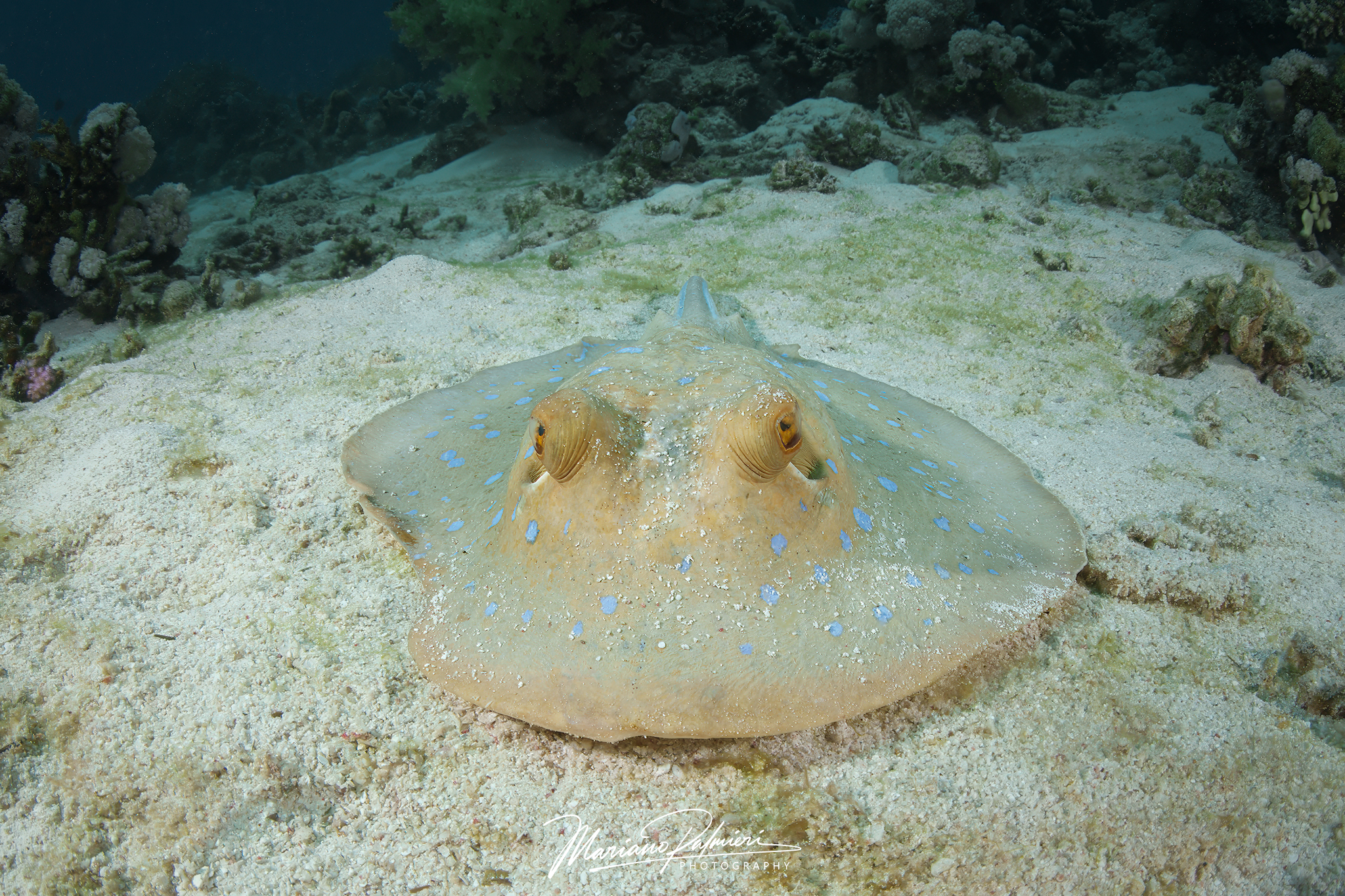 Blue-spotted stingray