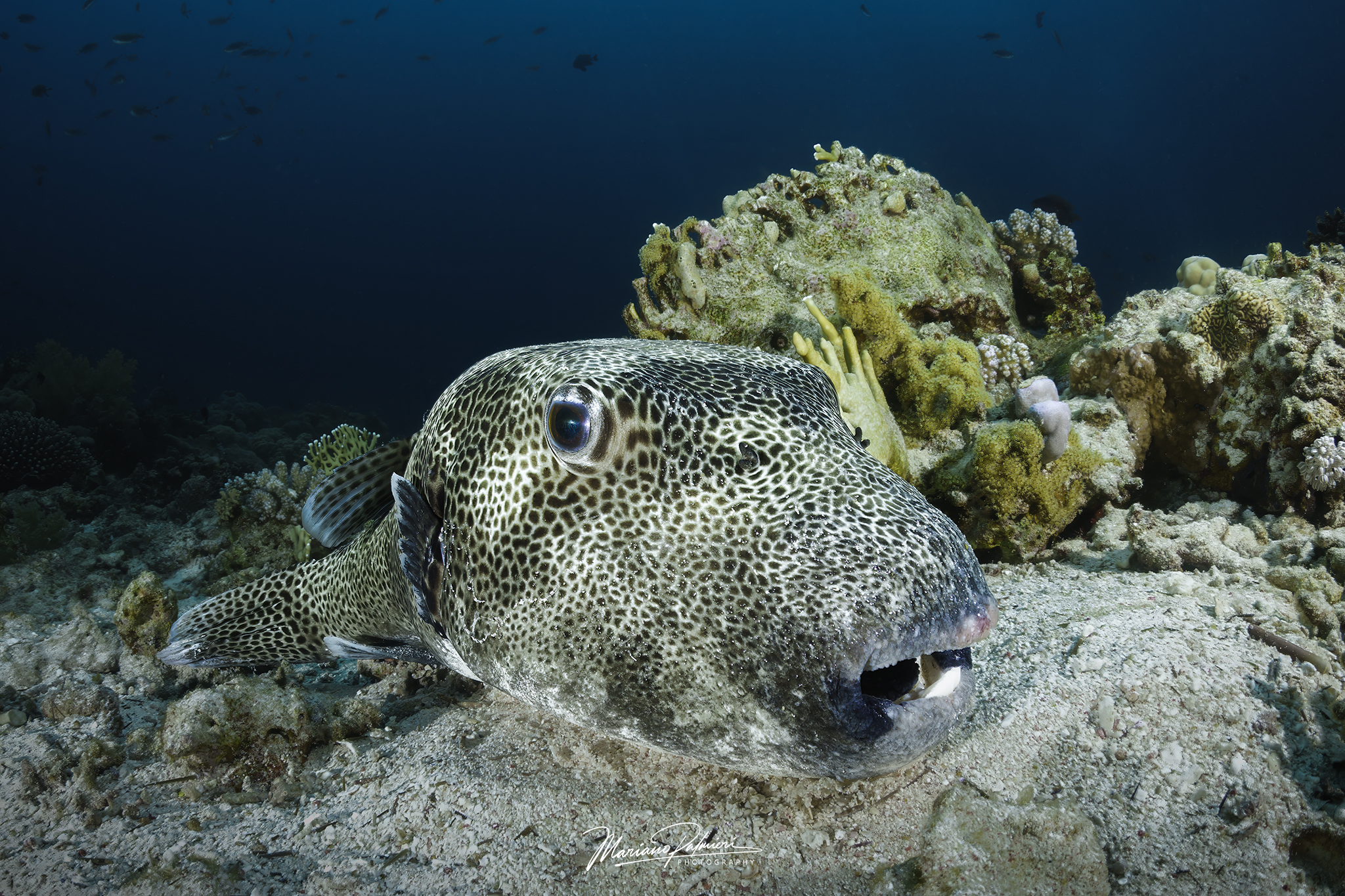 Star puffer fish