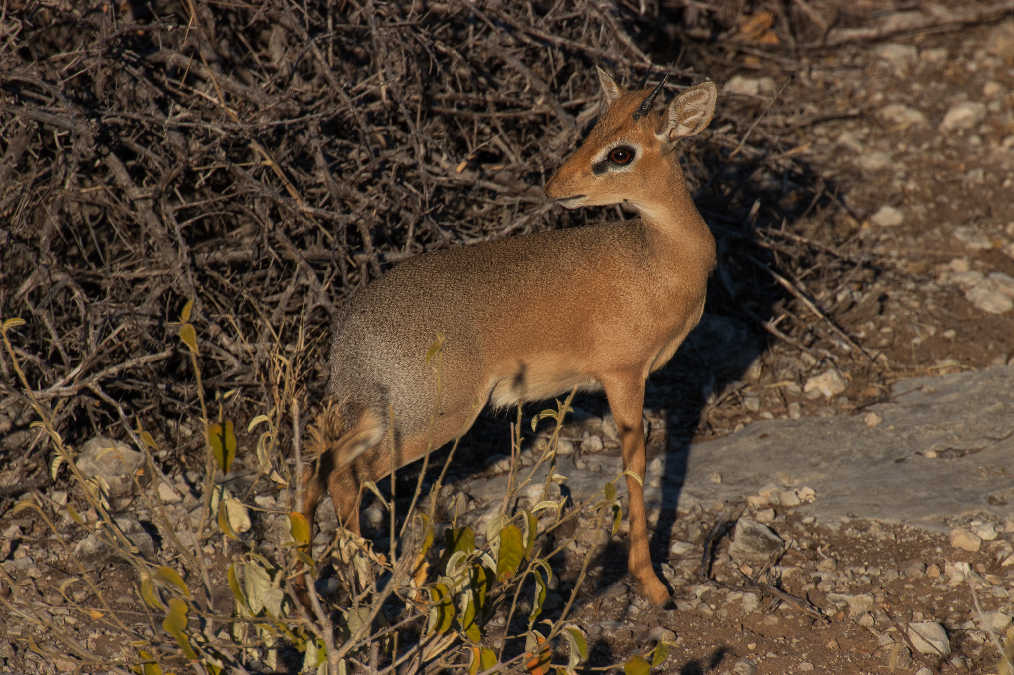 Dik Dik