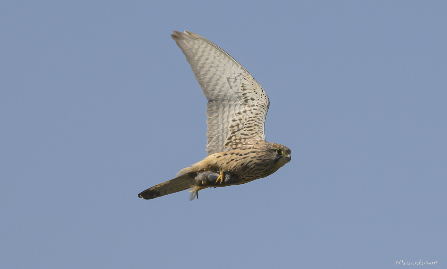 Gheppio con preda