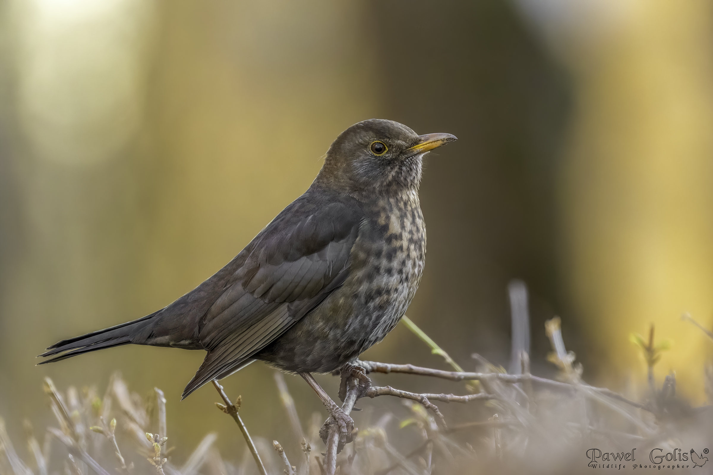 Merlo comune (Turdus merula)
