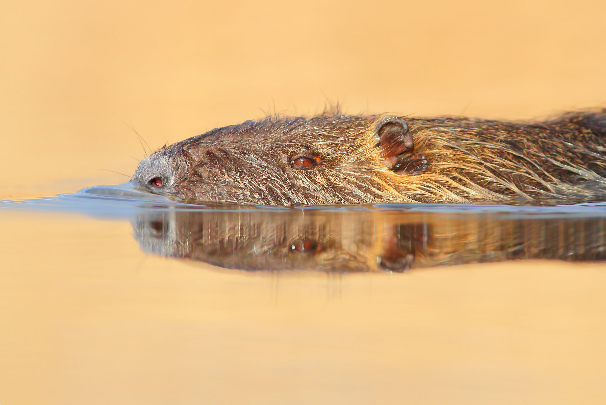Nutria.