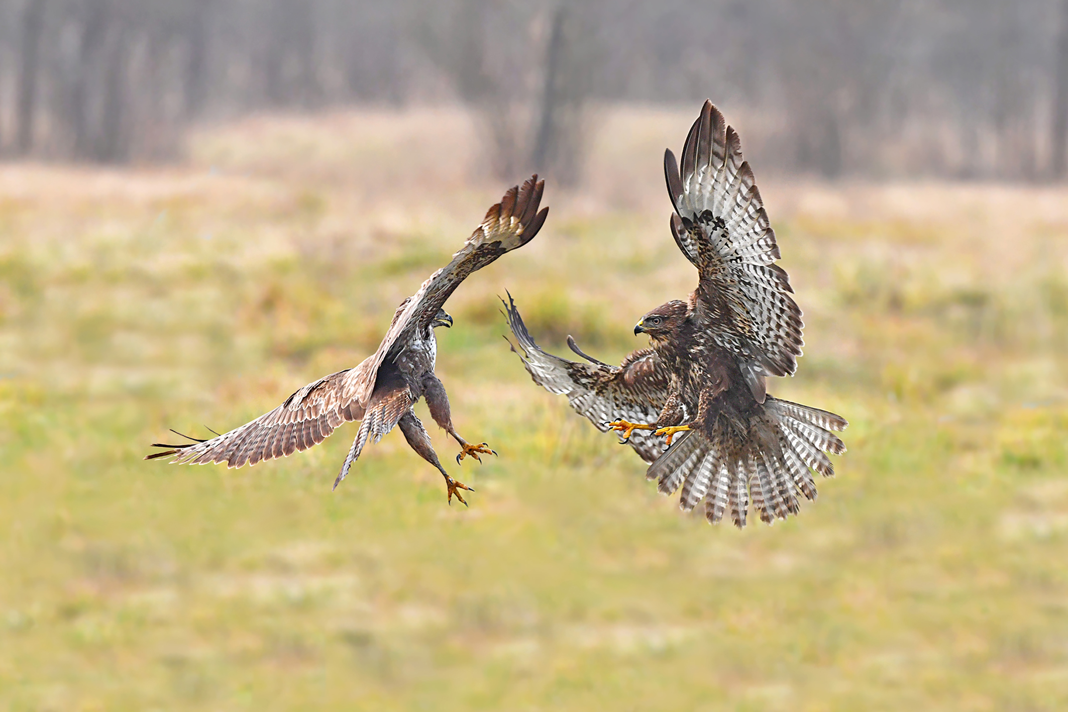 Storie di piume    (Poiana)