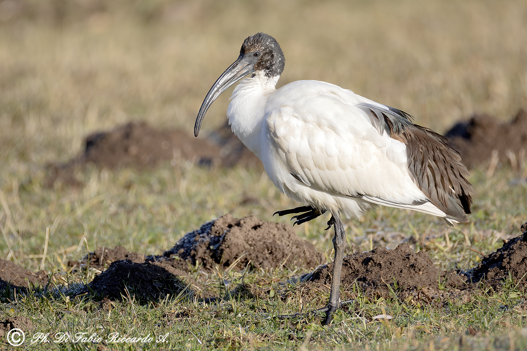 Sacred Ibis