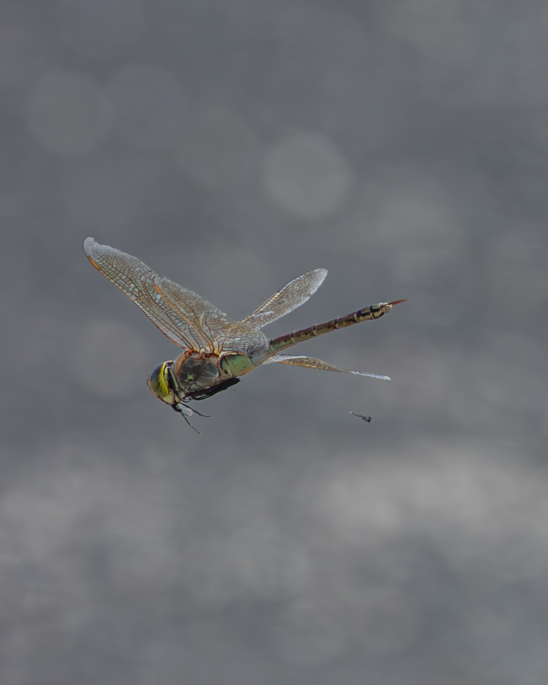 Dragonfly