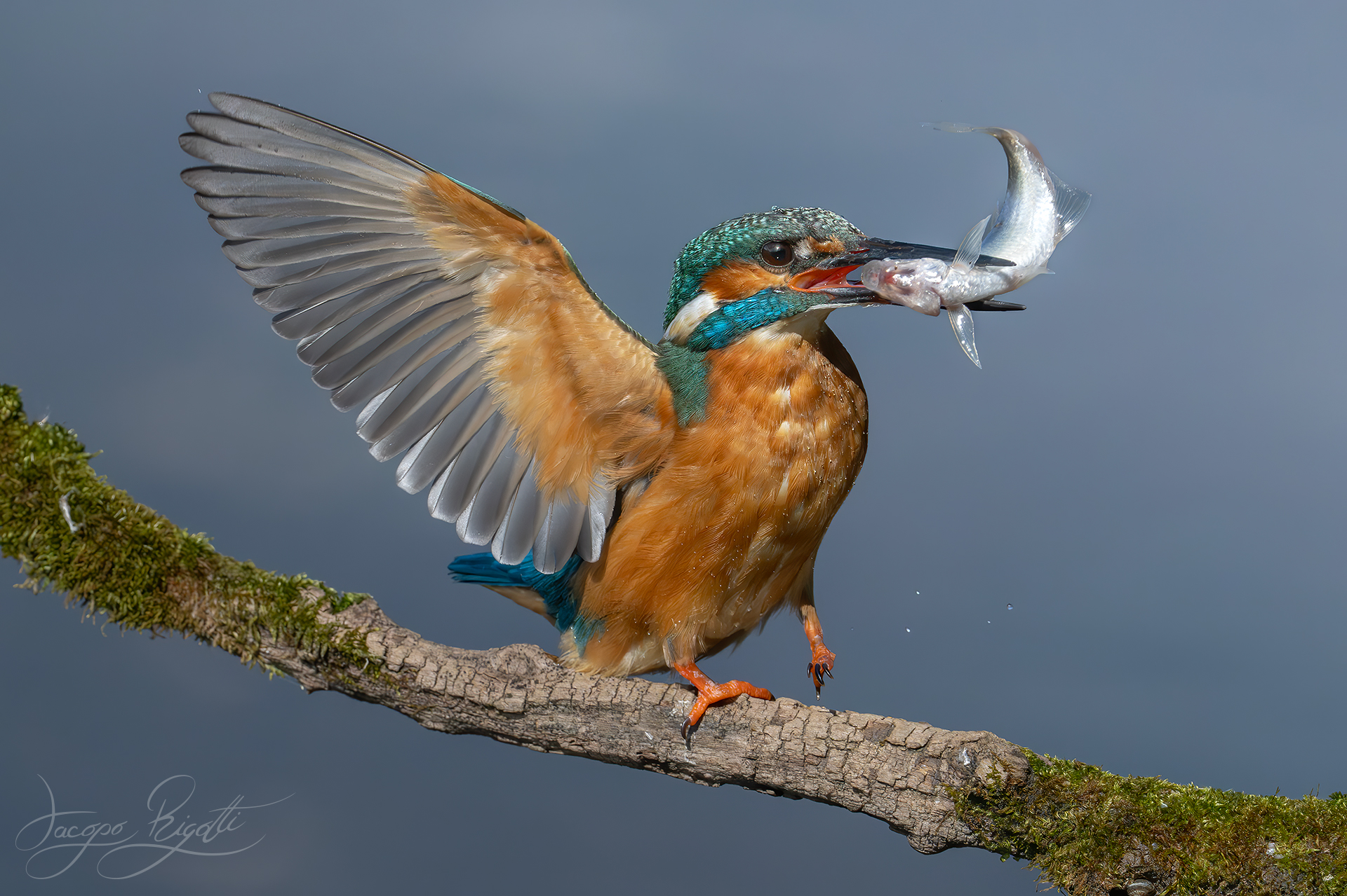 Il saluto del martin pescatore