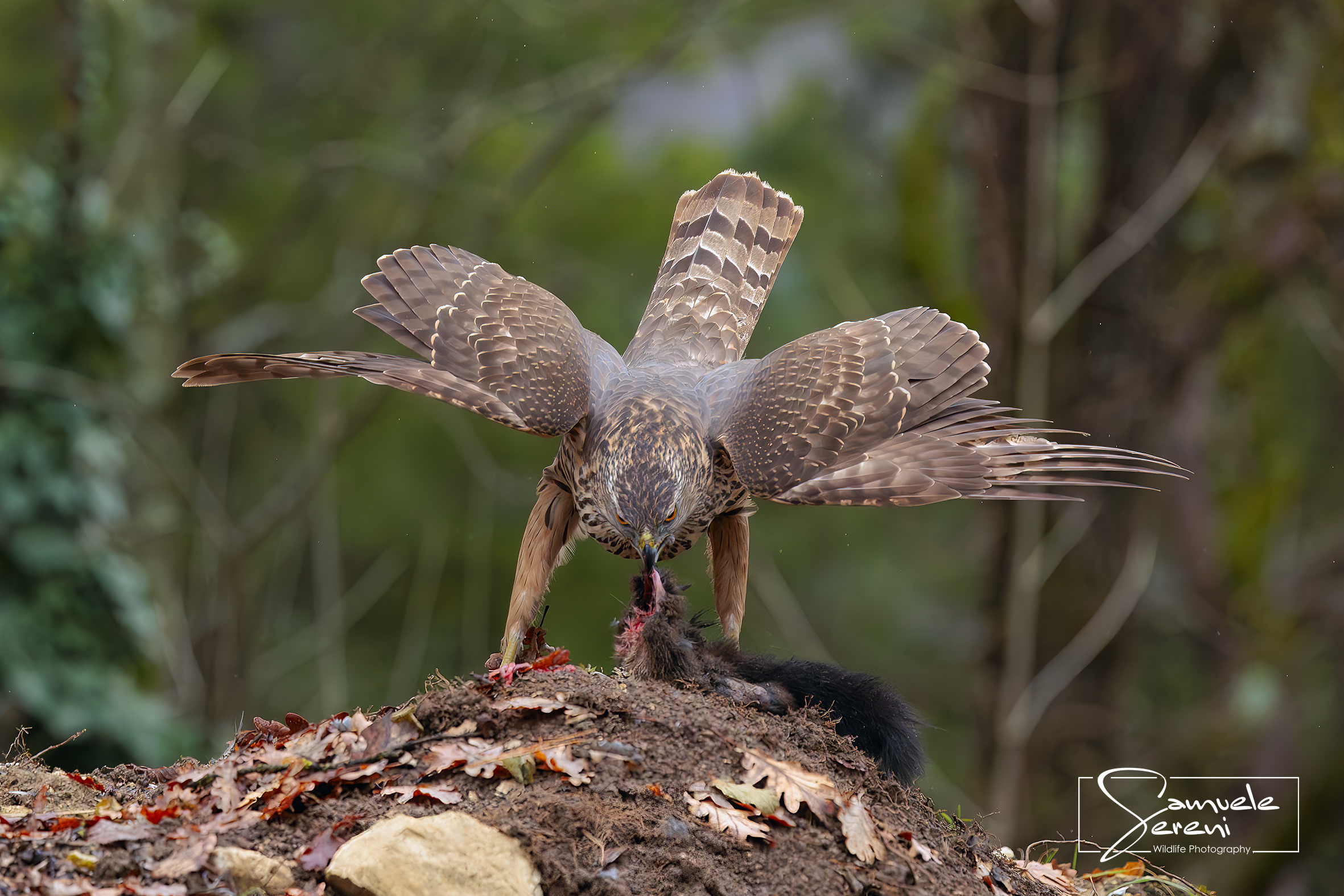Astore - Il fantasma del bosco