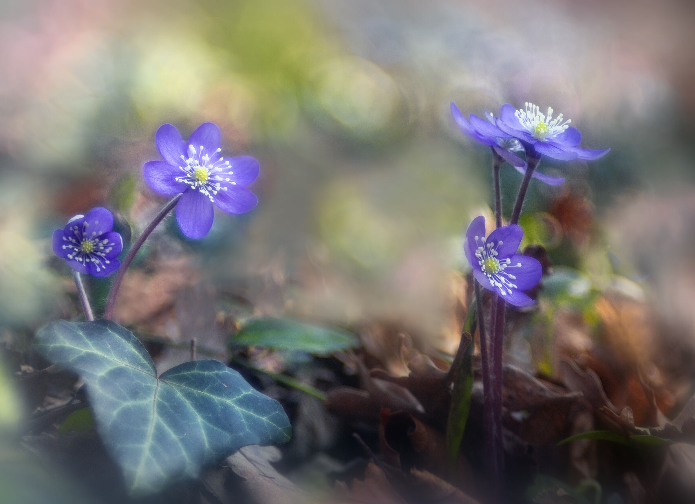 Hepatica nobilis