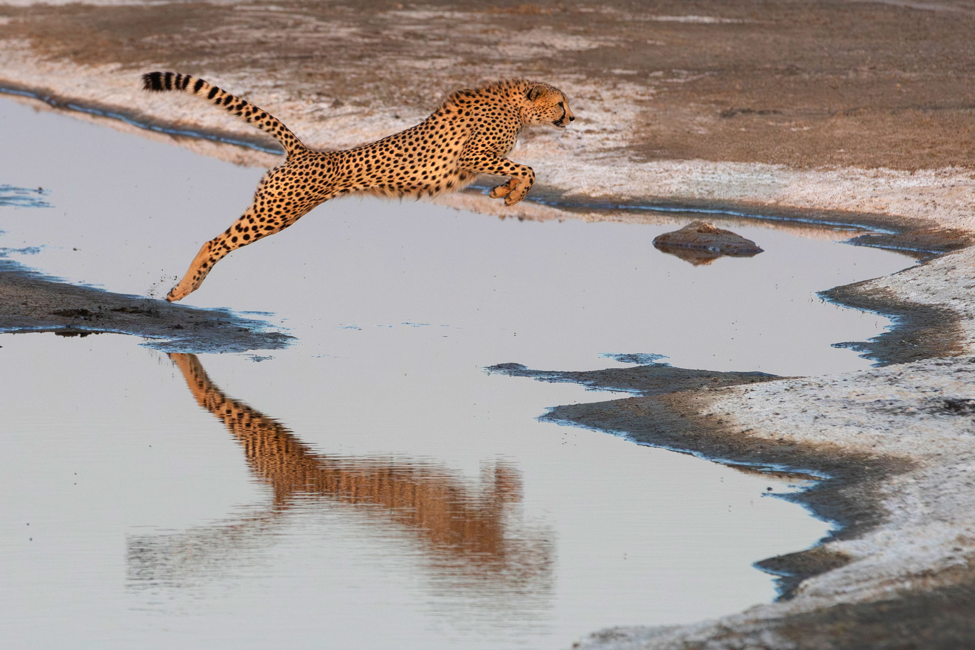 The jump