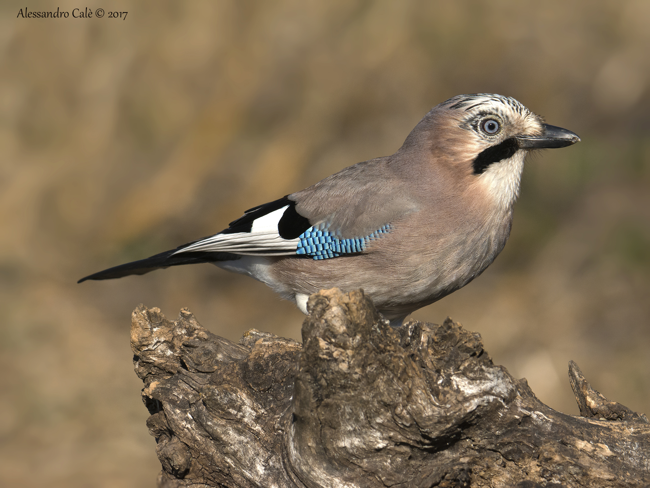 Garrulus glandarius (Jay) 4830