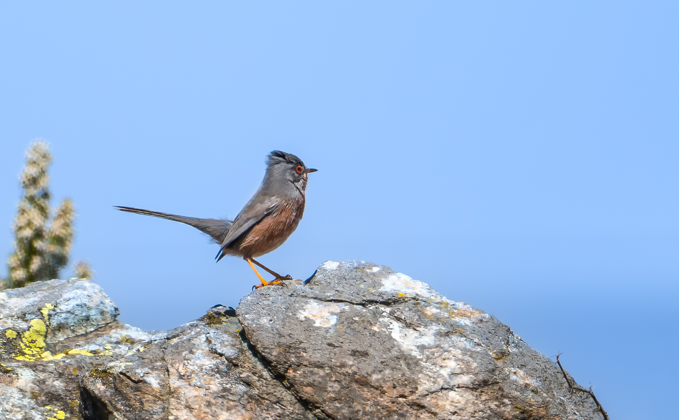 Dartford warbler