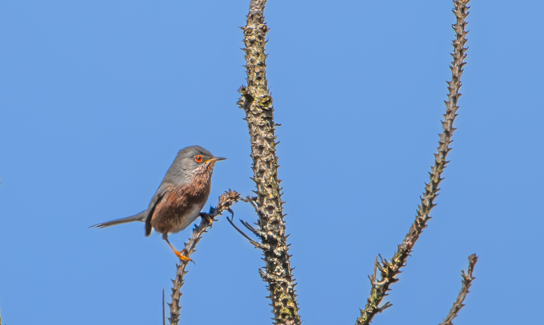 Dartford warbler