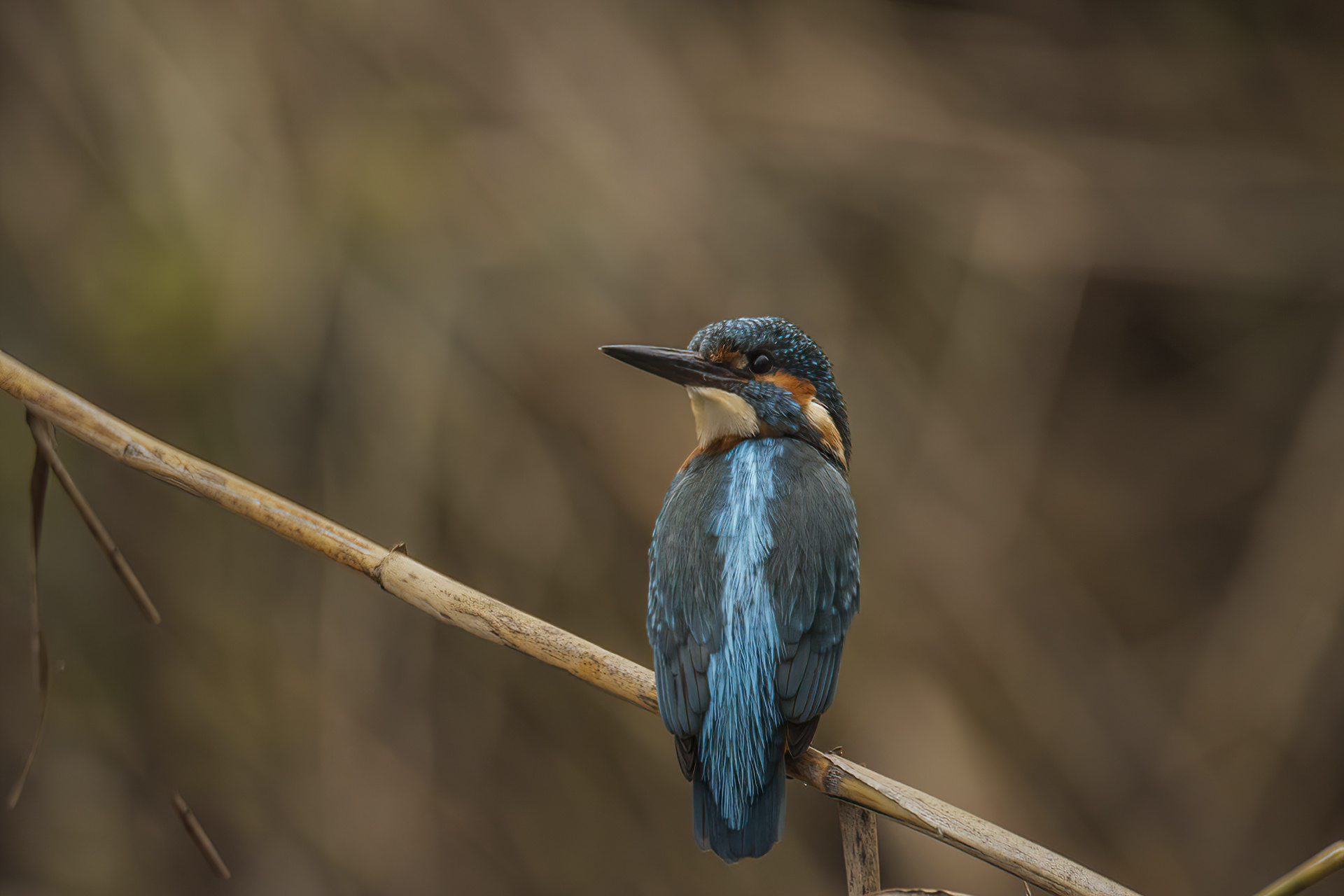 Kingfisher - Alcedo attis