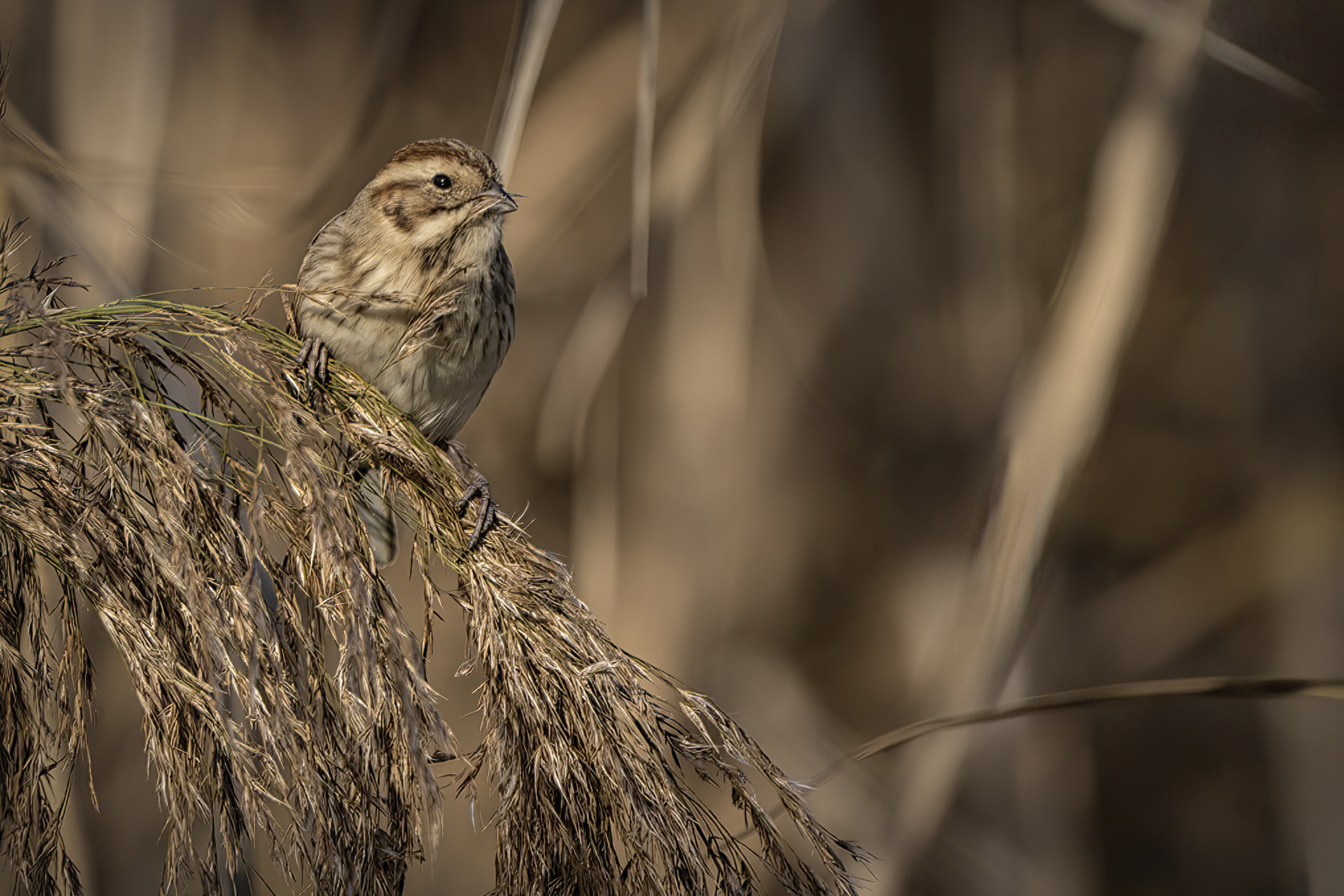 Marsh Fleece - Emberizia shoeniclus
