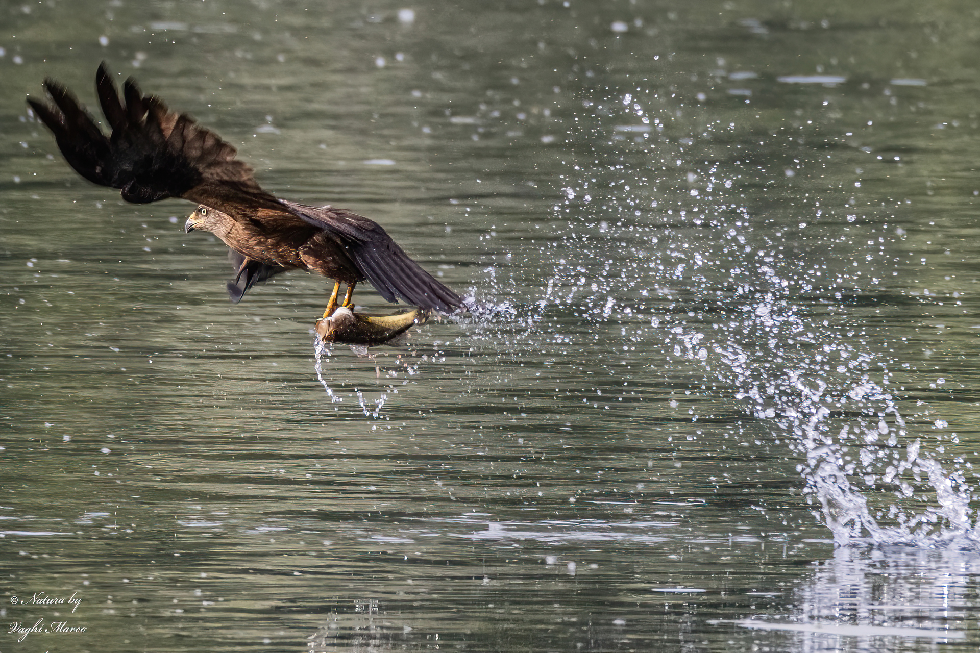 Black Kite - Milvus migrans
