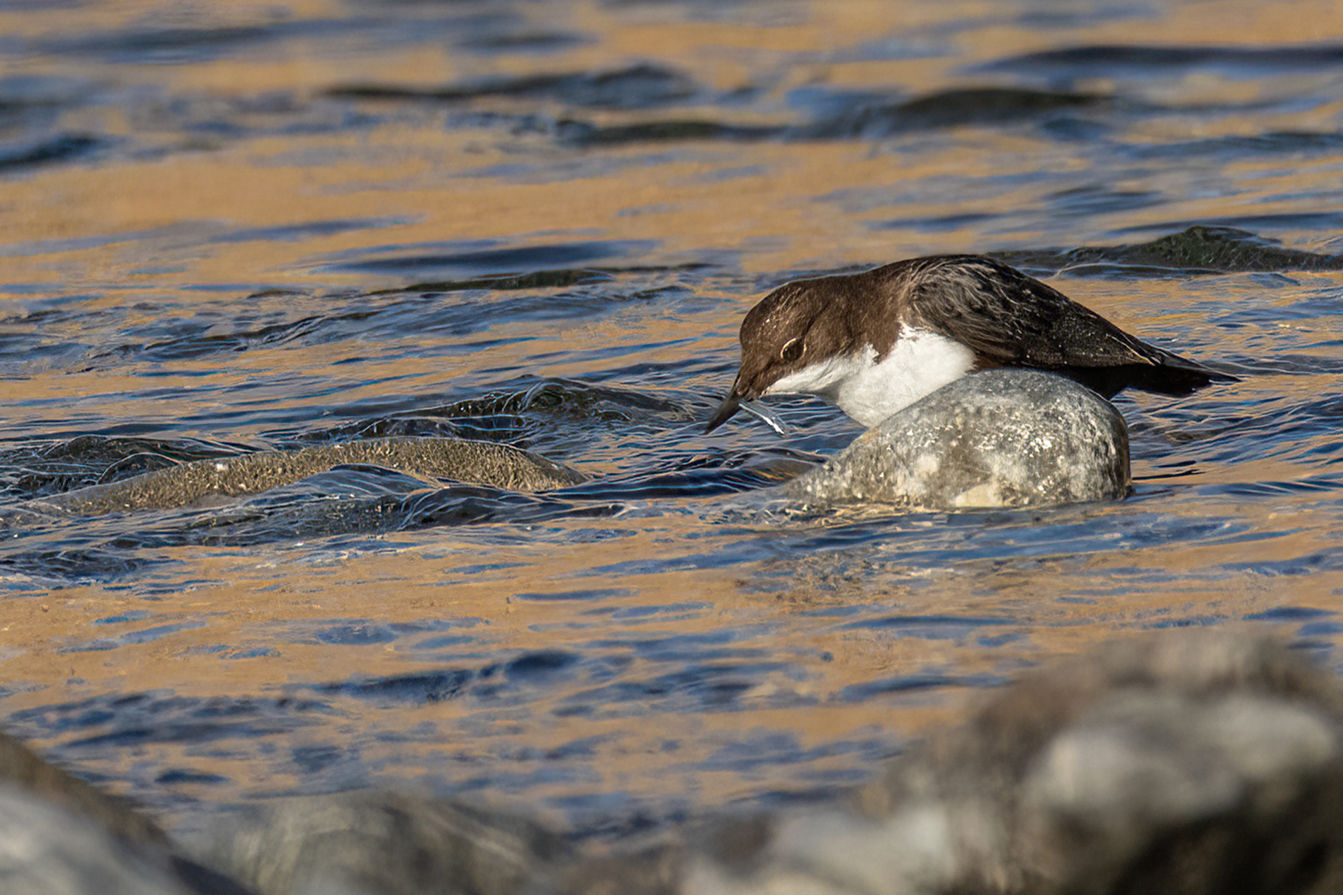 Dipper - Cinclus cinclus