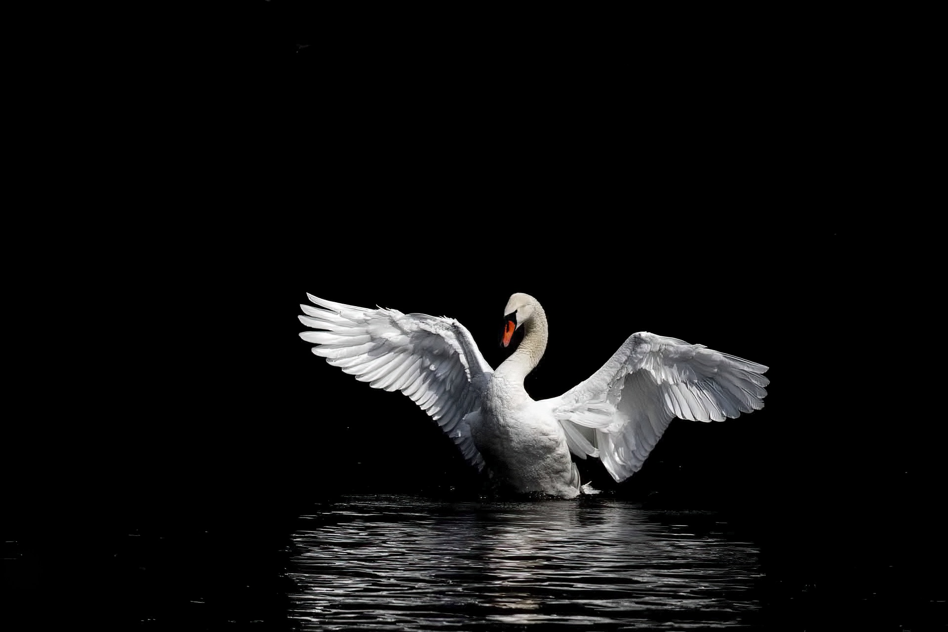 Mute Swan - Cygnus olor