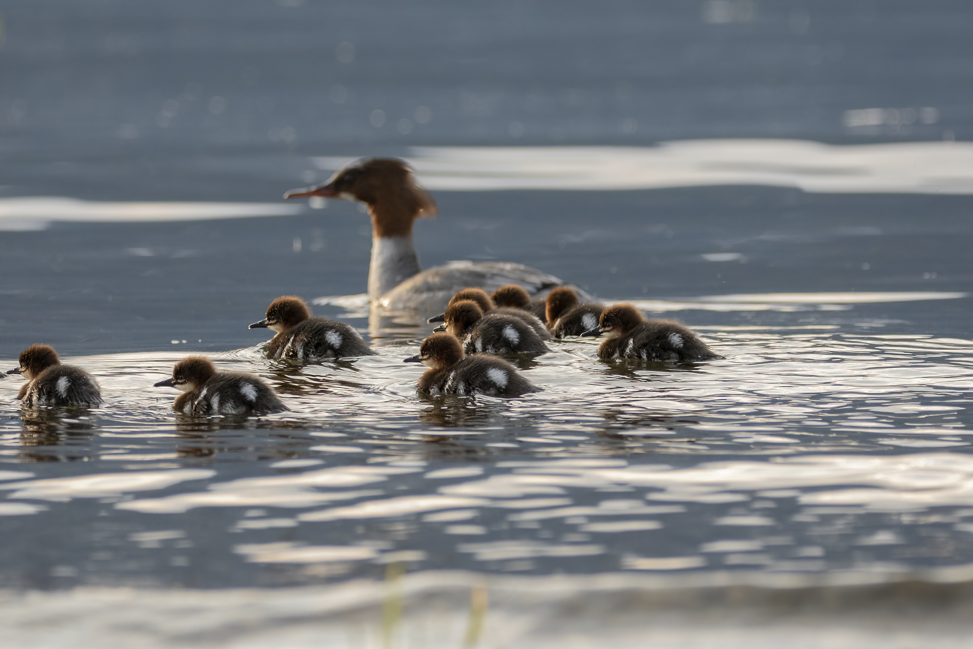 Eurasian Merganser - Mergus merganser