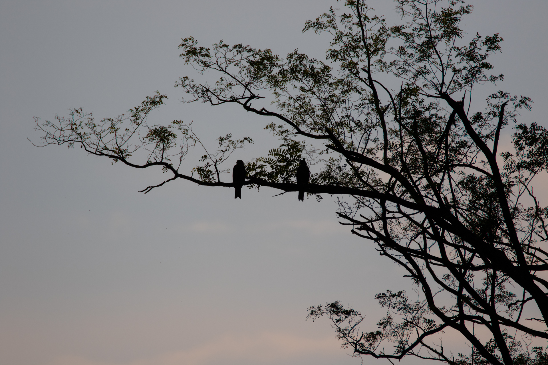 Black Kite - Milvus migrans