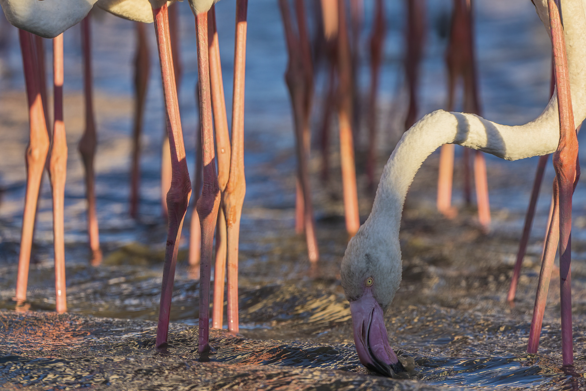Flamingo - Phoenicopterus roseus
