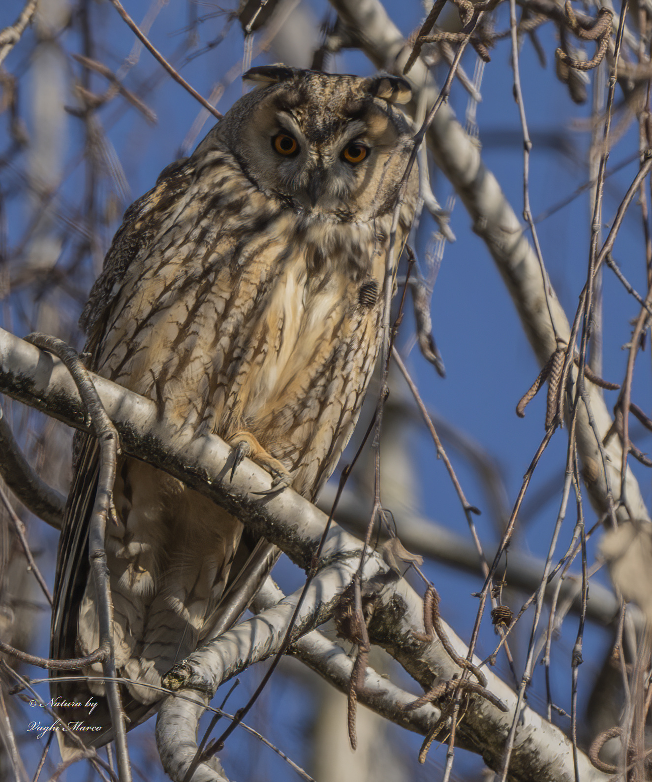Short-eared owl - Asio otus
