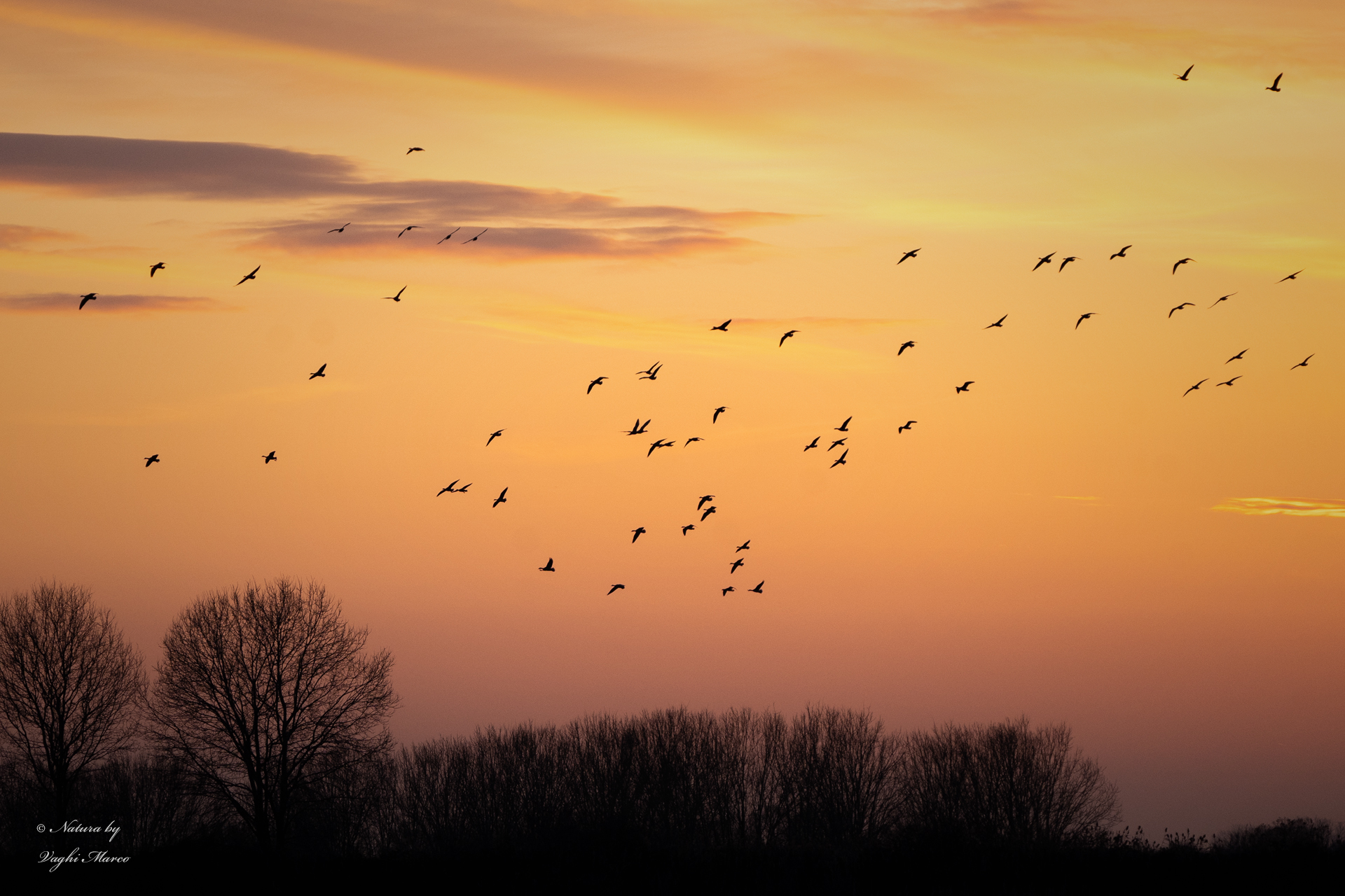Geese at sunset