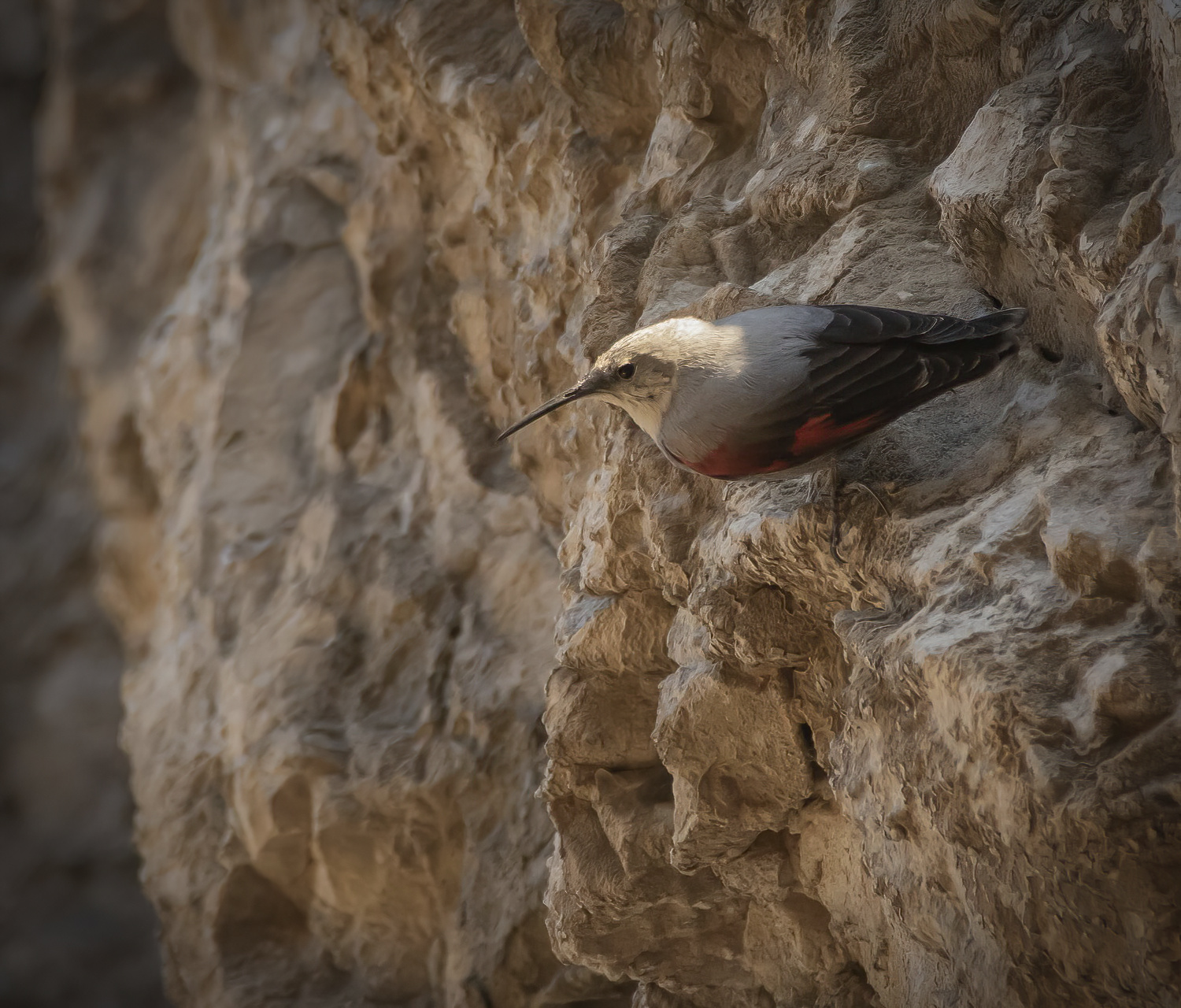 Wallcreeper - Tichodroma muraria