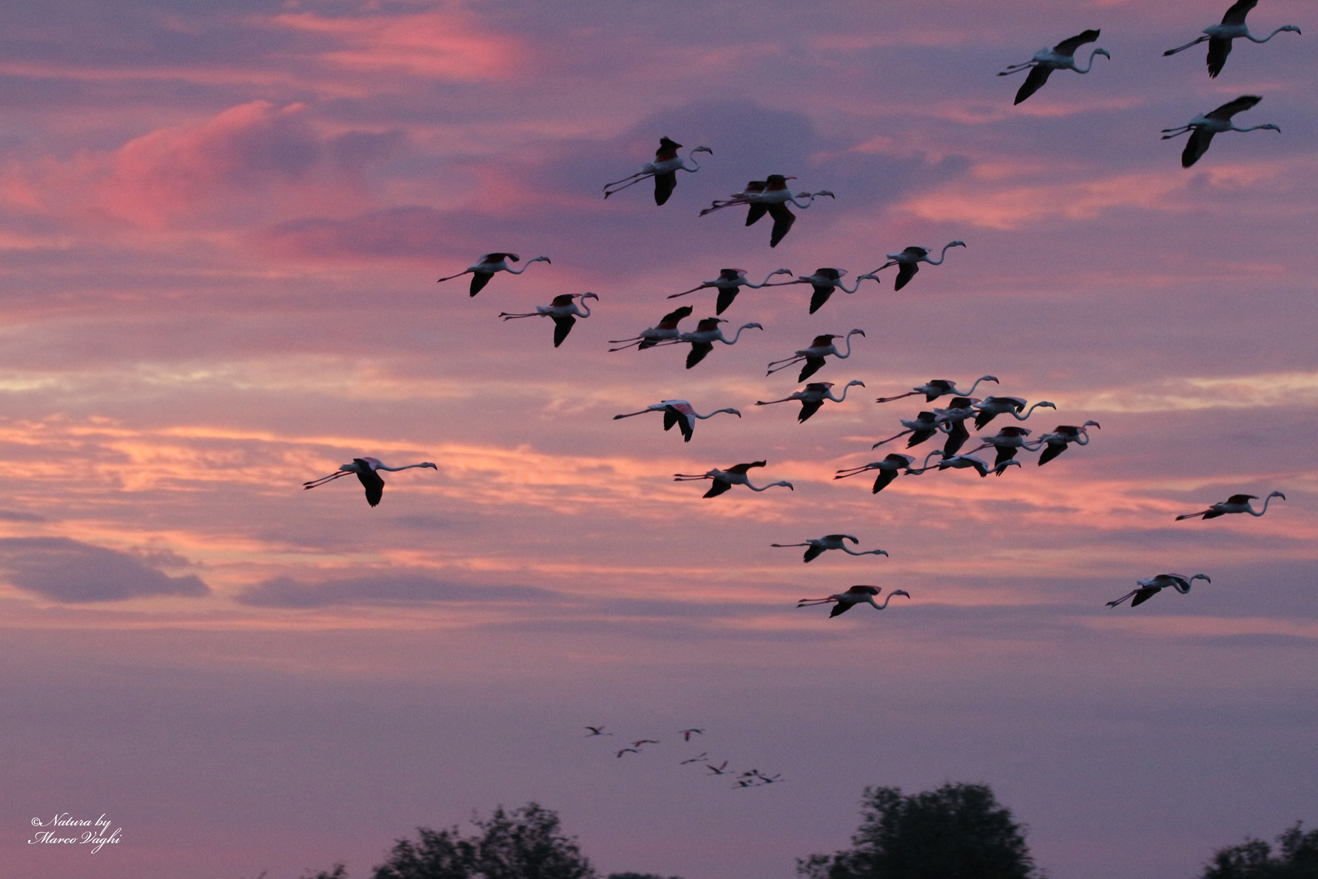 Pink flamingo - Phoenicopterus roseus