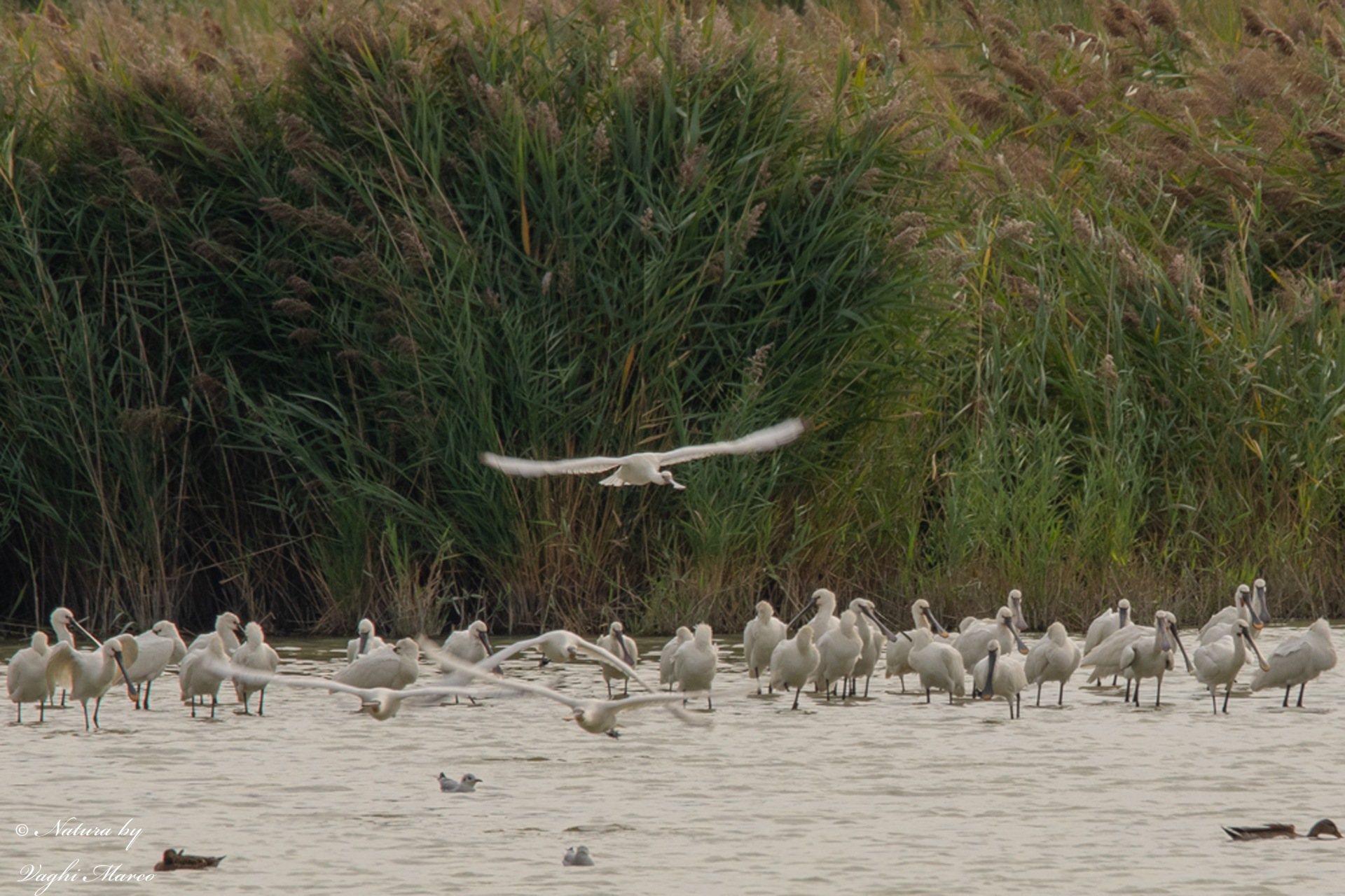 Spoonbill - Platalea leucorodia