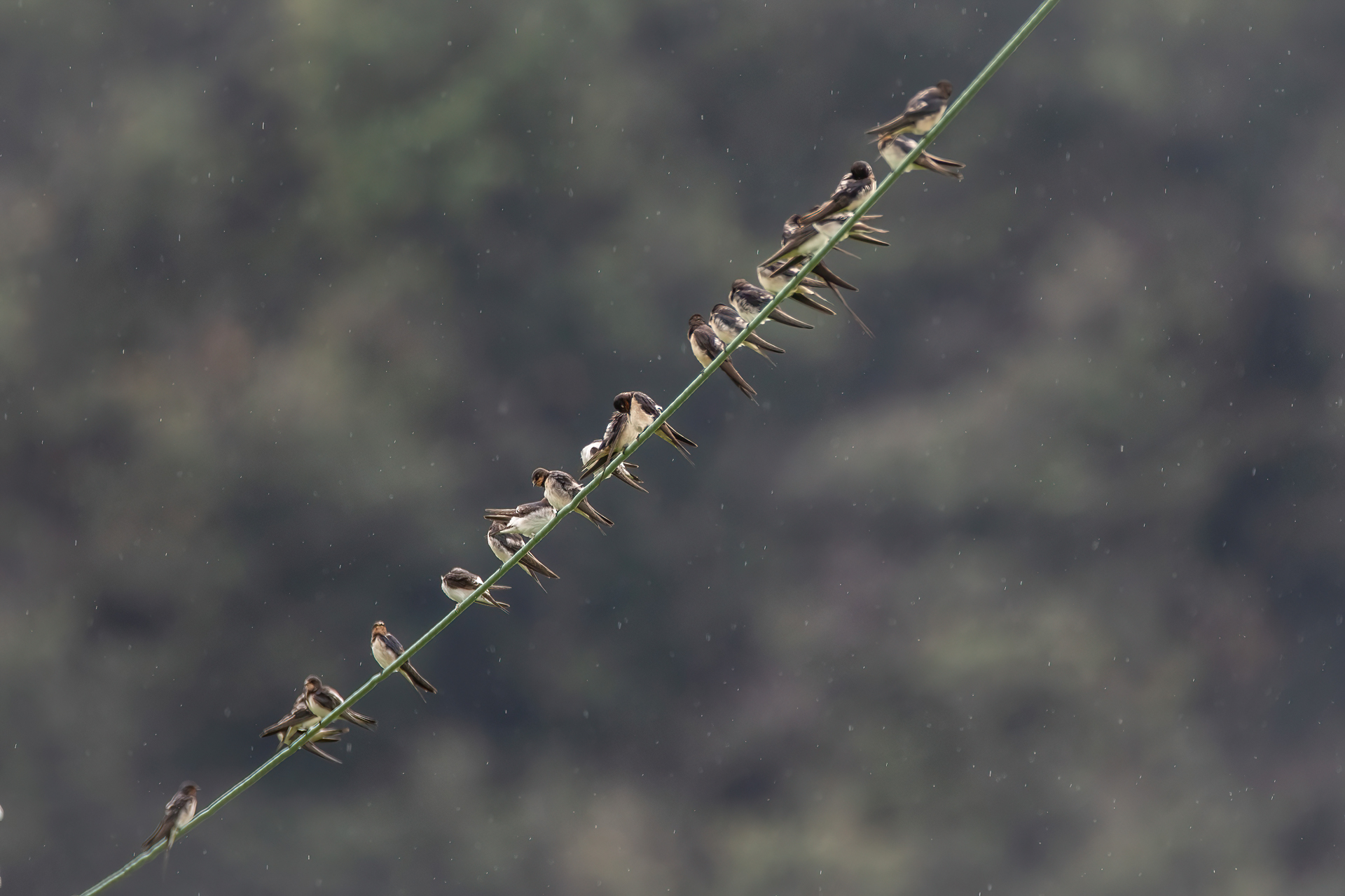 Rondine - Irundo rustica