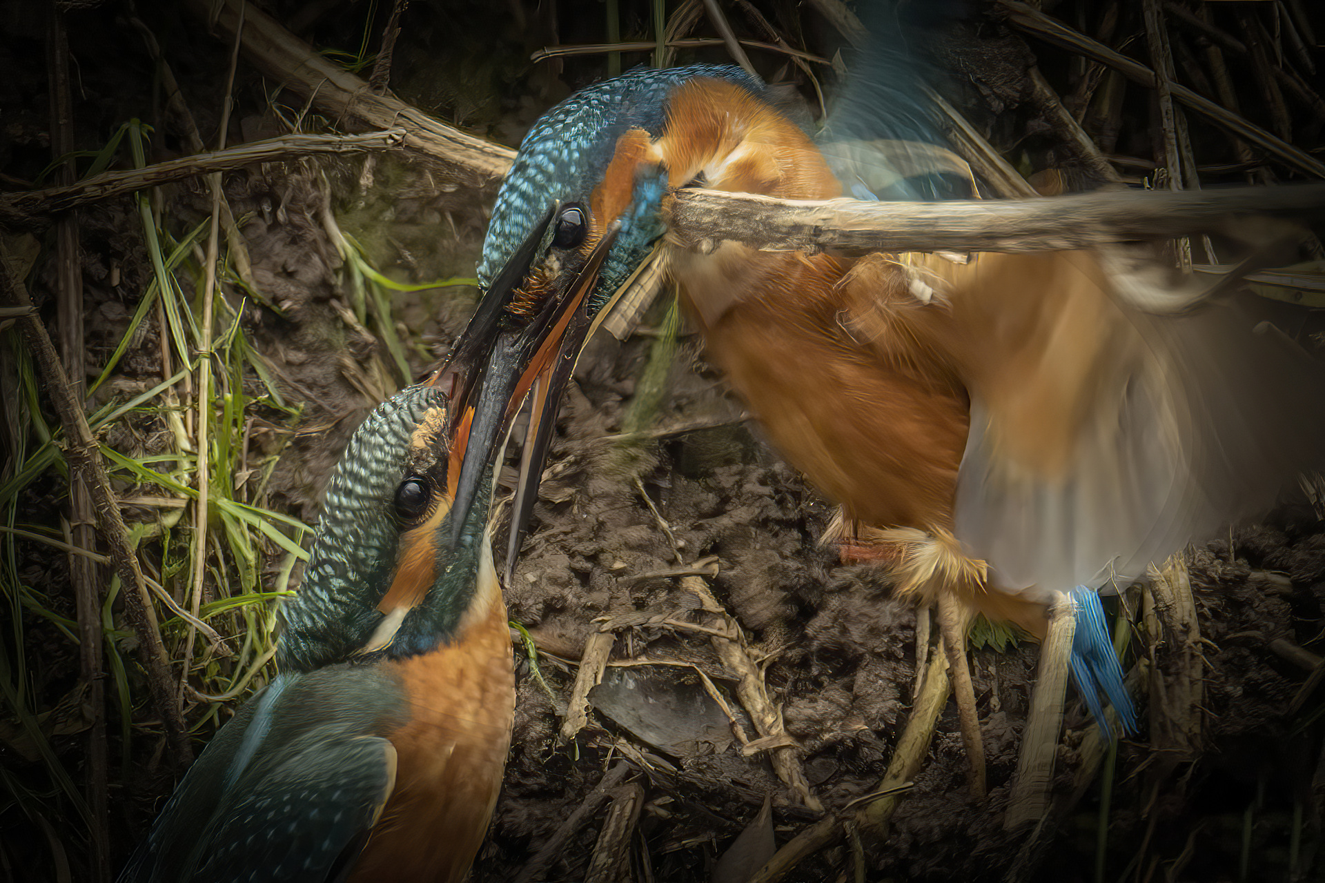 Martin pescatore - Kingfisher