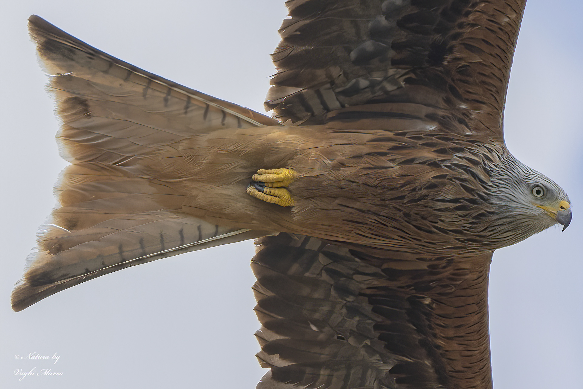 Red Kite - Milvus milvus