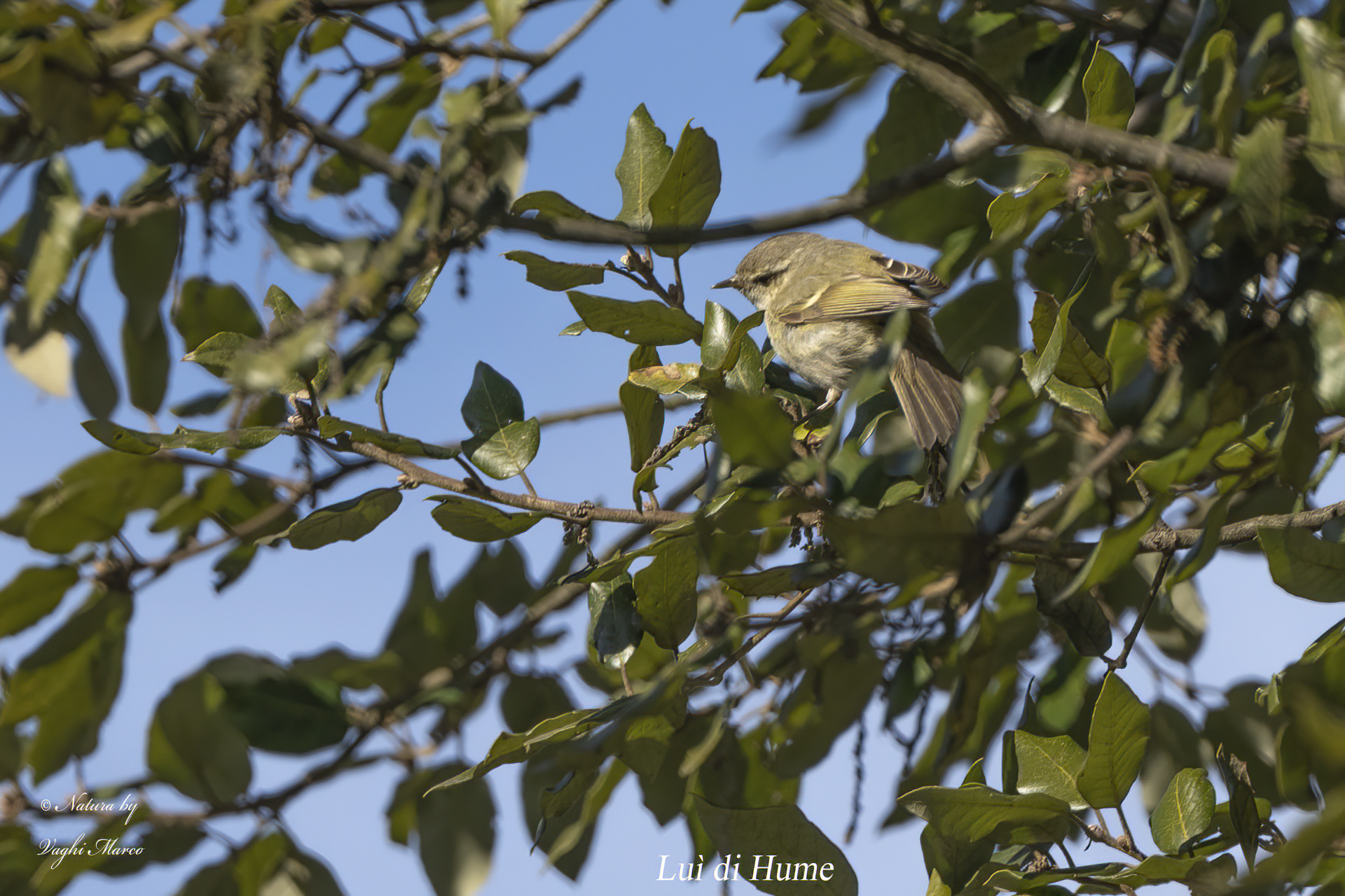 Hume's Him - Phylloscopus Humei