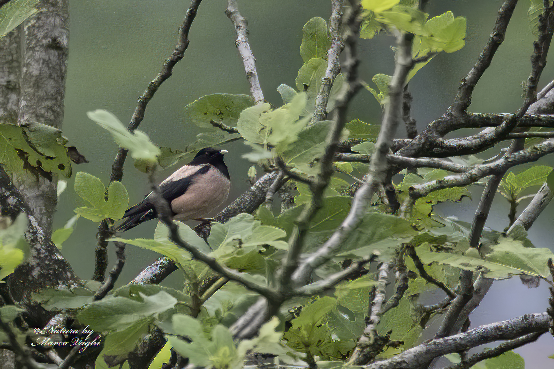 Rosy starling - Pastor roseus