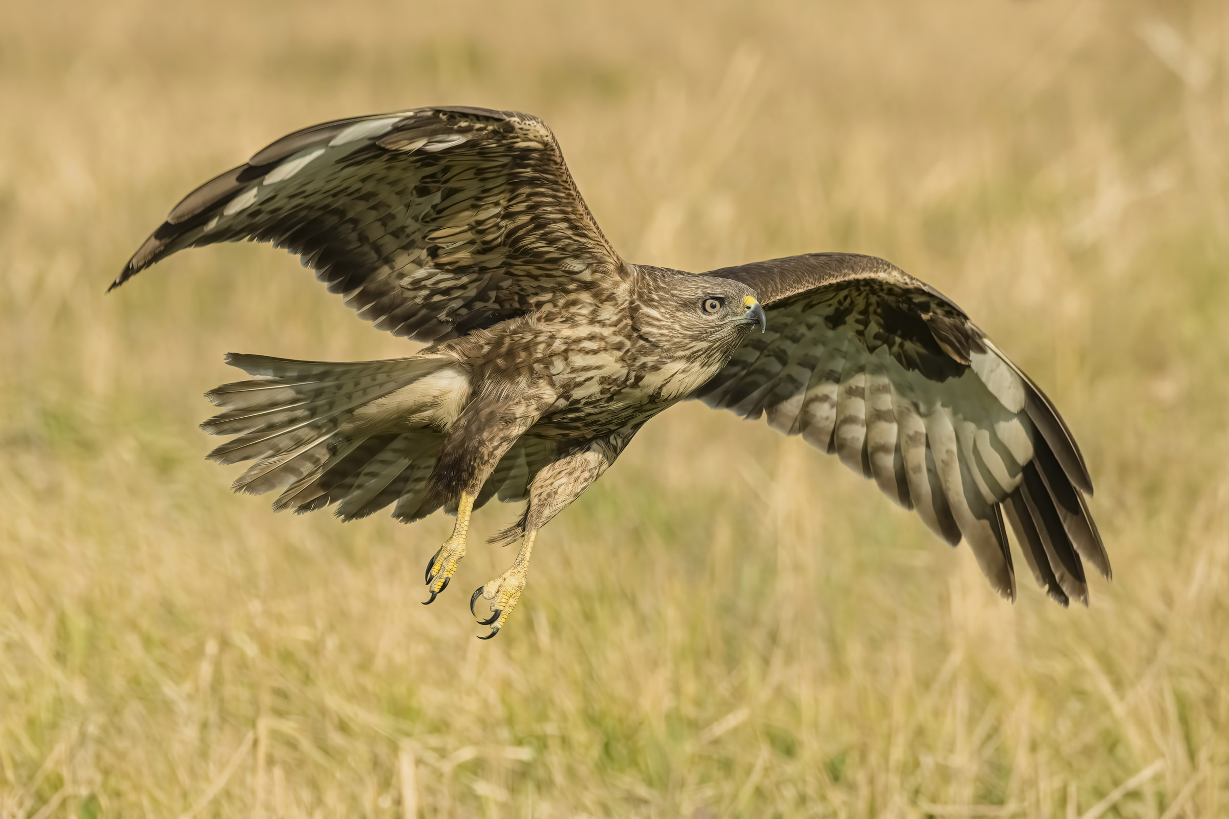 Buzzard