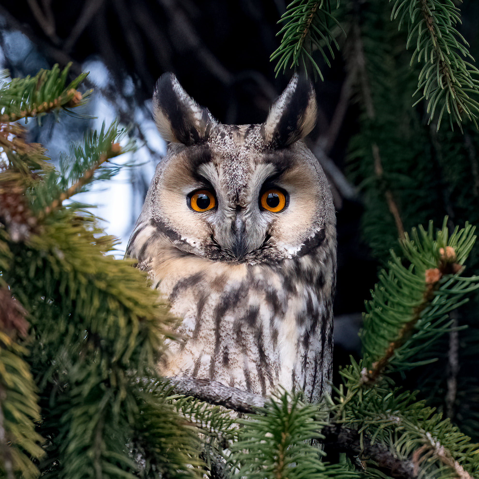 Owl ( Asio otus )