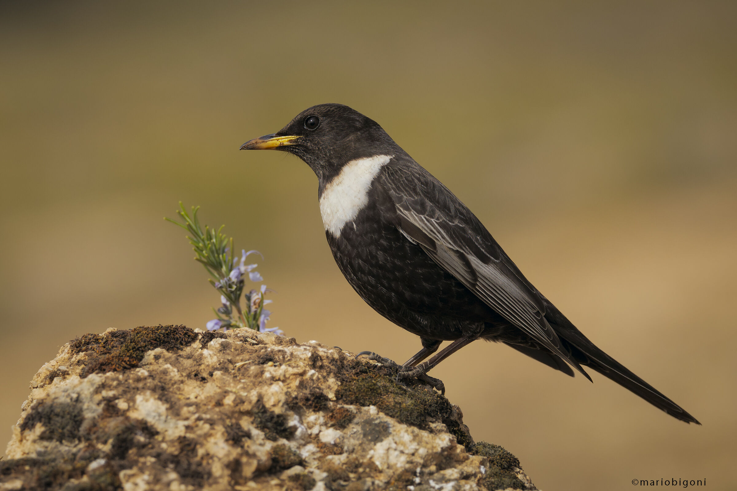 Collared blackbird