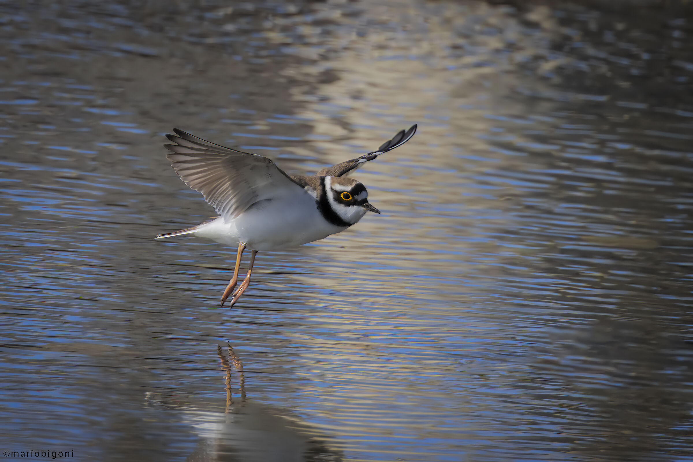 little ringed plover
