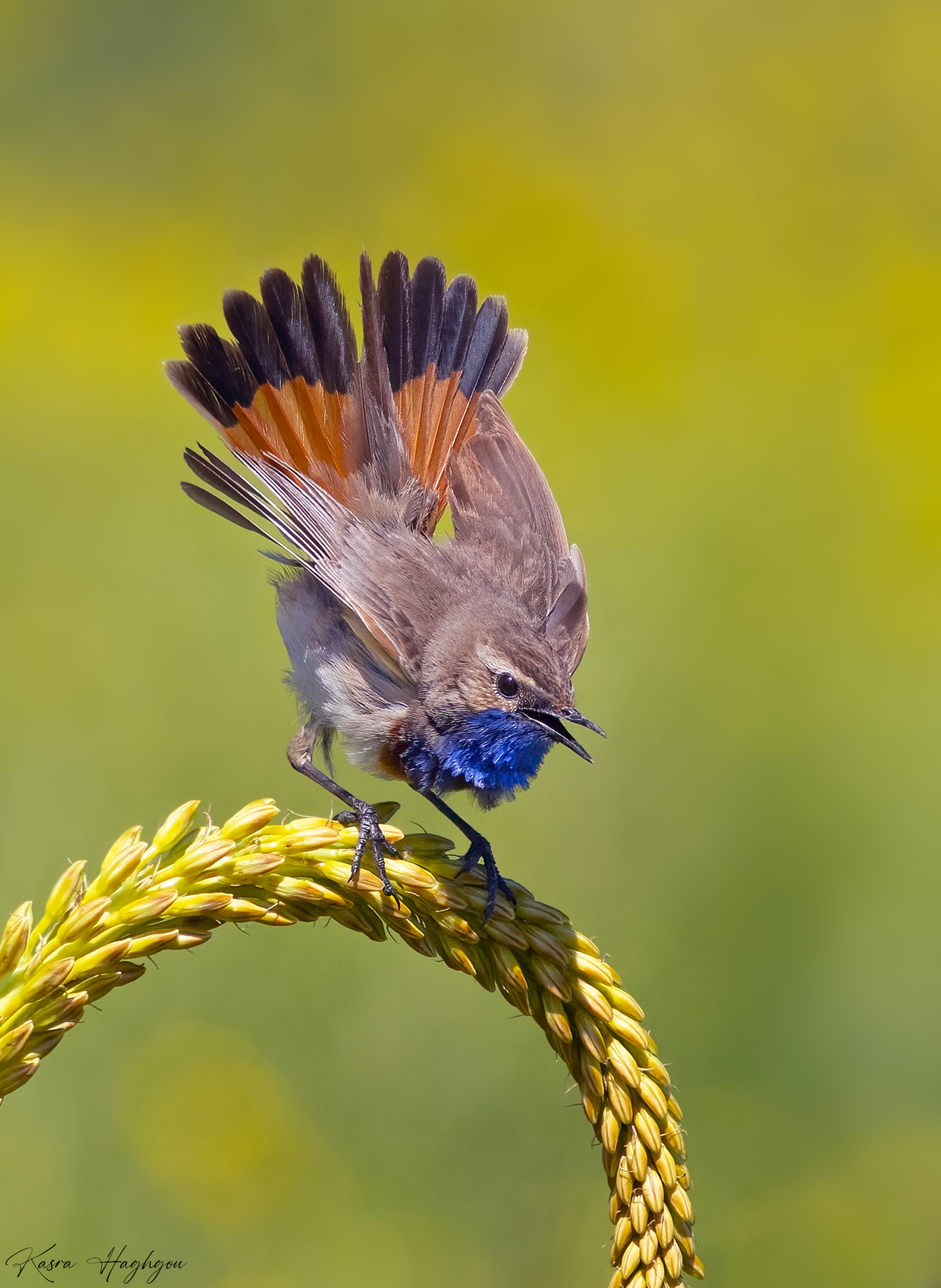 Bluethroat