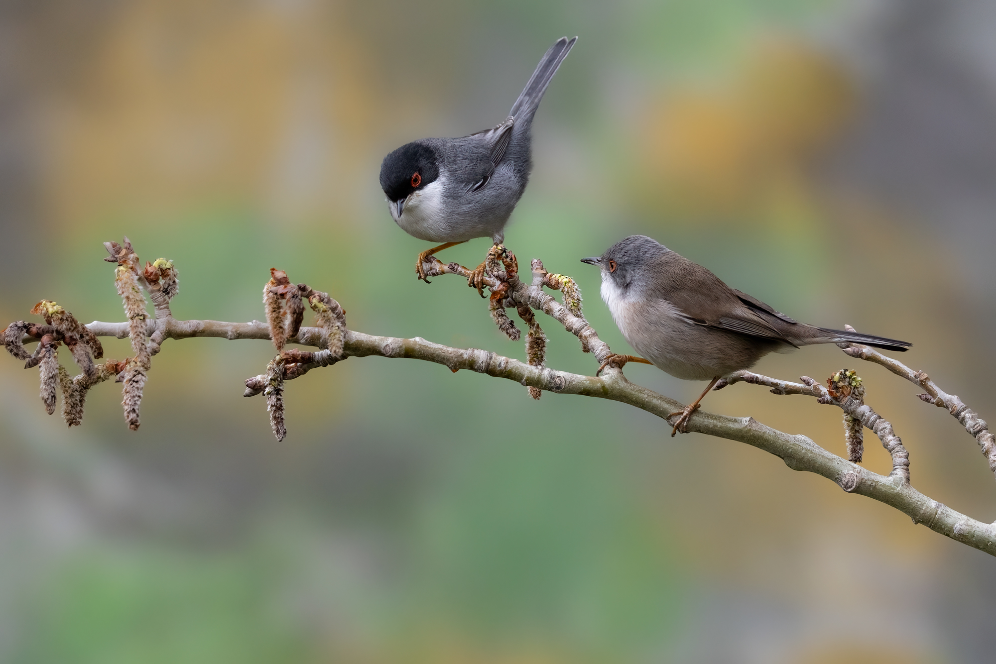 Occhiocotto couple