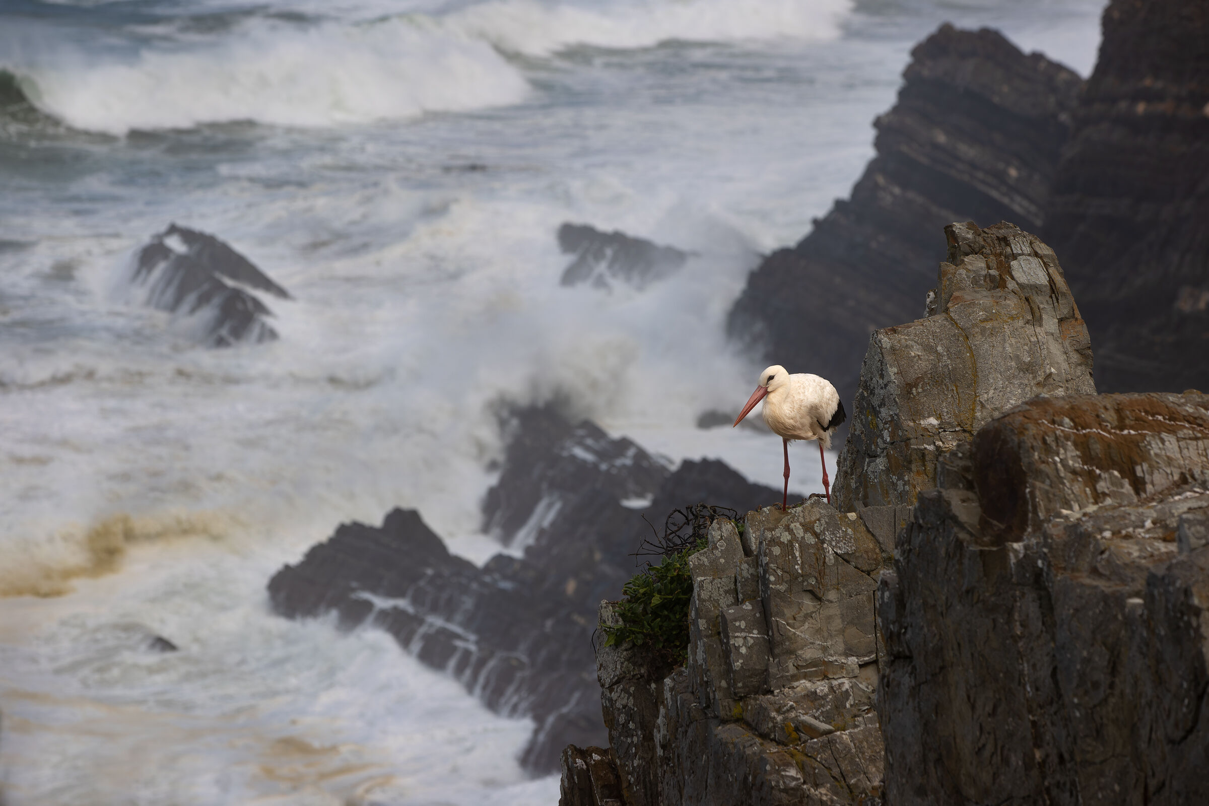 La vita da quassù...